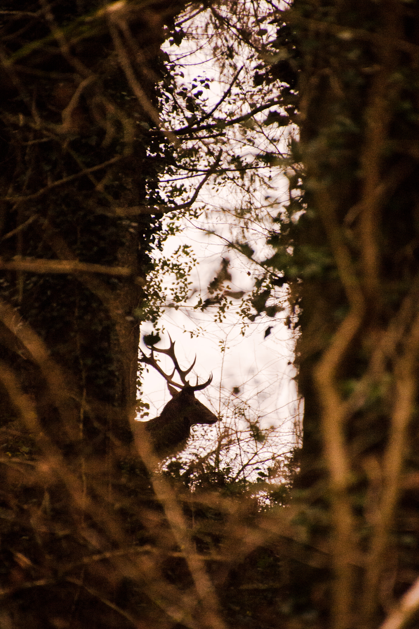 Nikon D600 sample photo. The monach of washfield photography