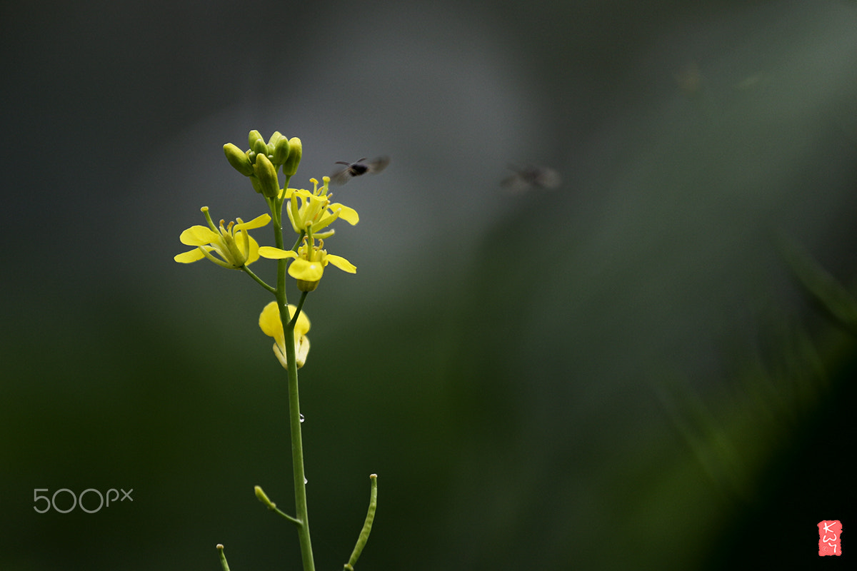 Canon EOS 100D (EOS Rebel SL1 / EOS Kiss X7) + Canon EF 70-200mm F4L IS USM sample photo. Mustard plant photography