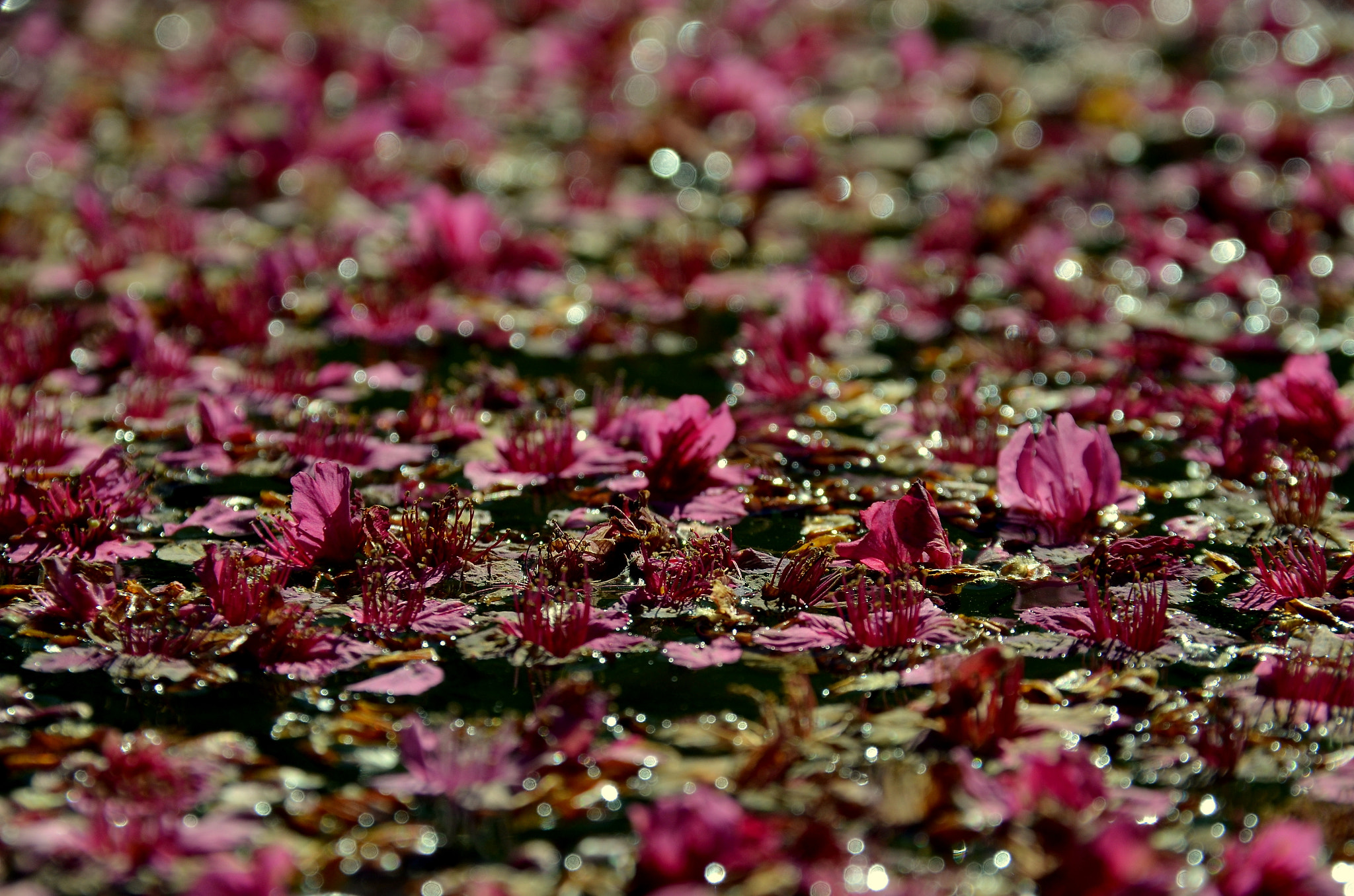 Sigma 18-200mm F3.5-6.3 DC OS HSM sample photo. Flower photography