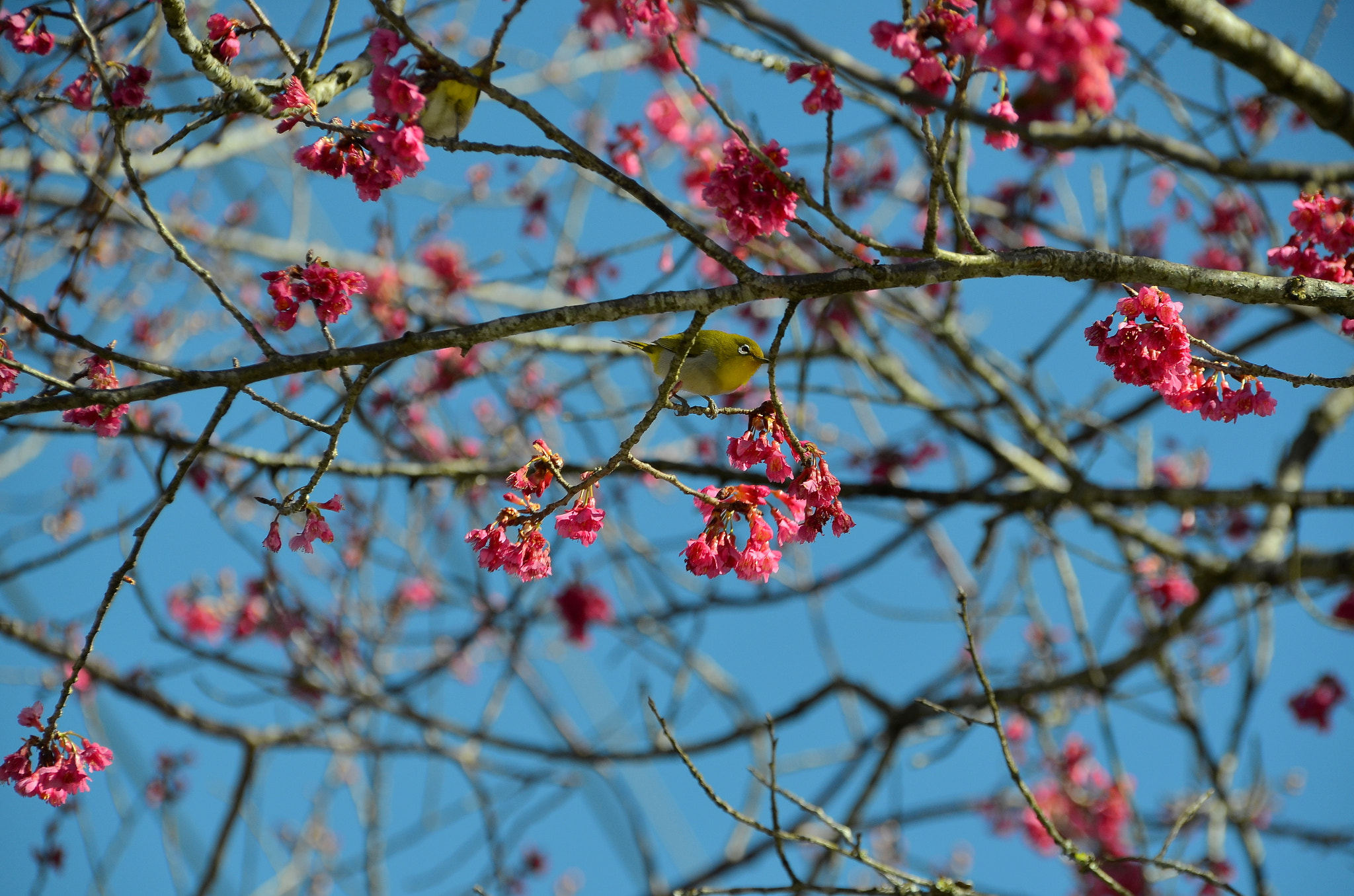 Sigma 18-200mm F3.5-6.3 DC OS HSM sample photo. Flower photography