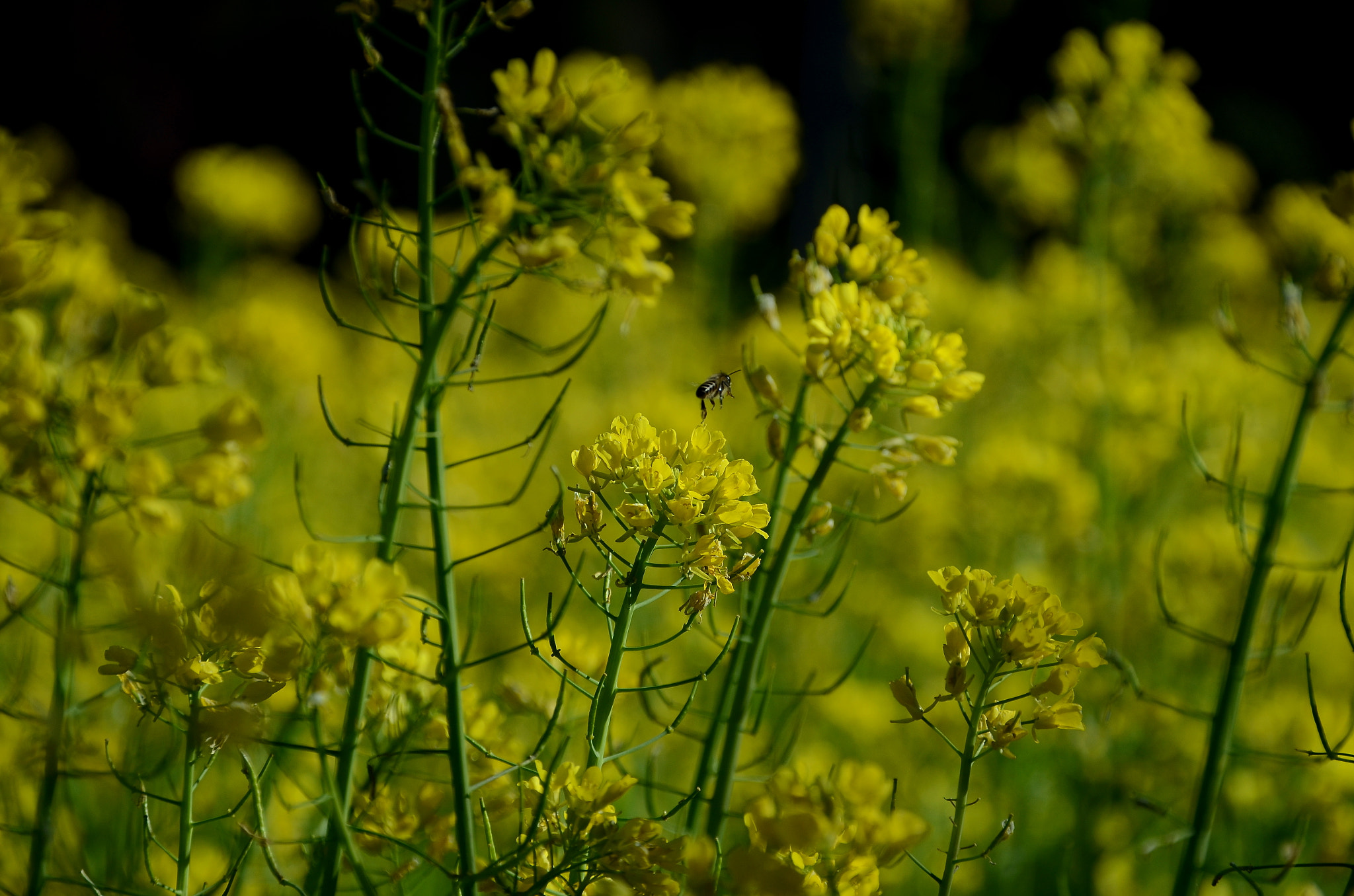 Sigma 18-200mm F3.5-6.3 DC OS HSM sample photo. Flower photography