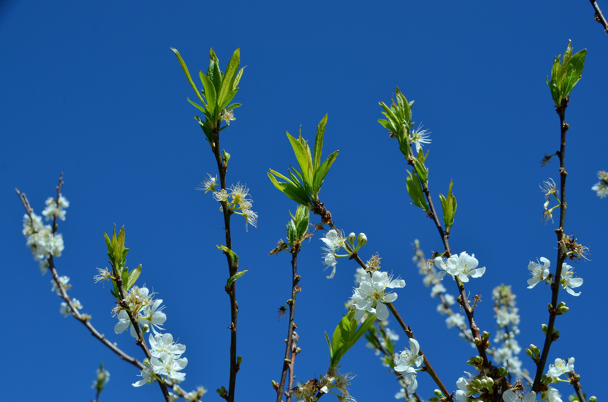 Sigma 18-200mm F3.5-6.3 DC OS HSM sample photo. Plum blossom photography