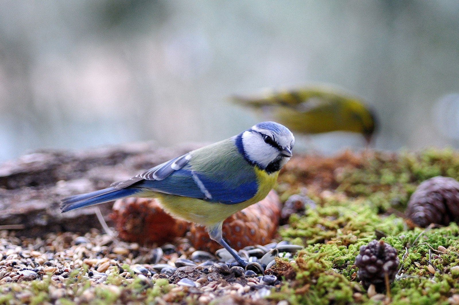 Nikon D300 + Nikon AF Micro-Nikkor 60mm F2.8D sample photo. Les oiseaux du jardin photography