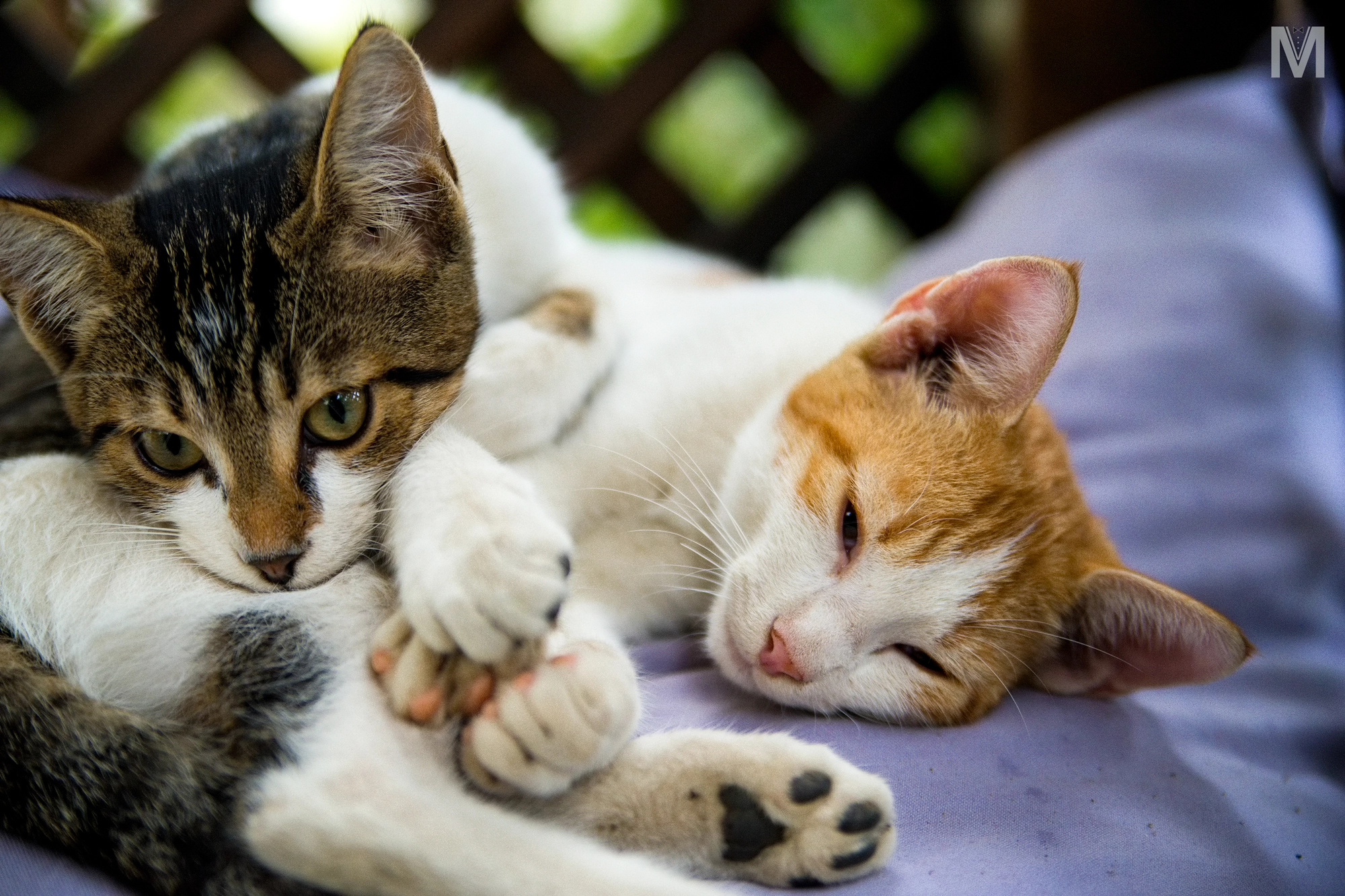 Sony Alpha a99 sample photo. Caturday. in love. photography