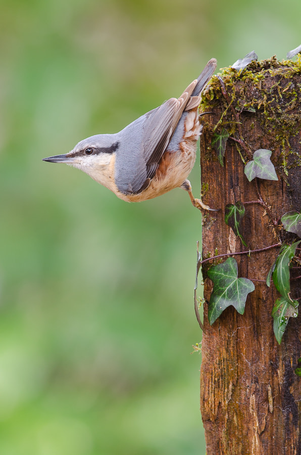 Nikon D5100 + Nikon AF-S Nikkor 300mm F4D ED-IF sample photo. Nuthatch photography