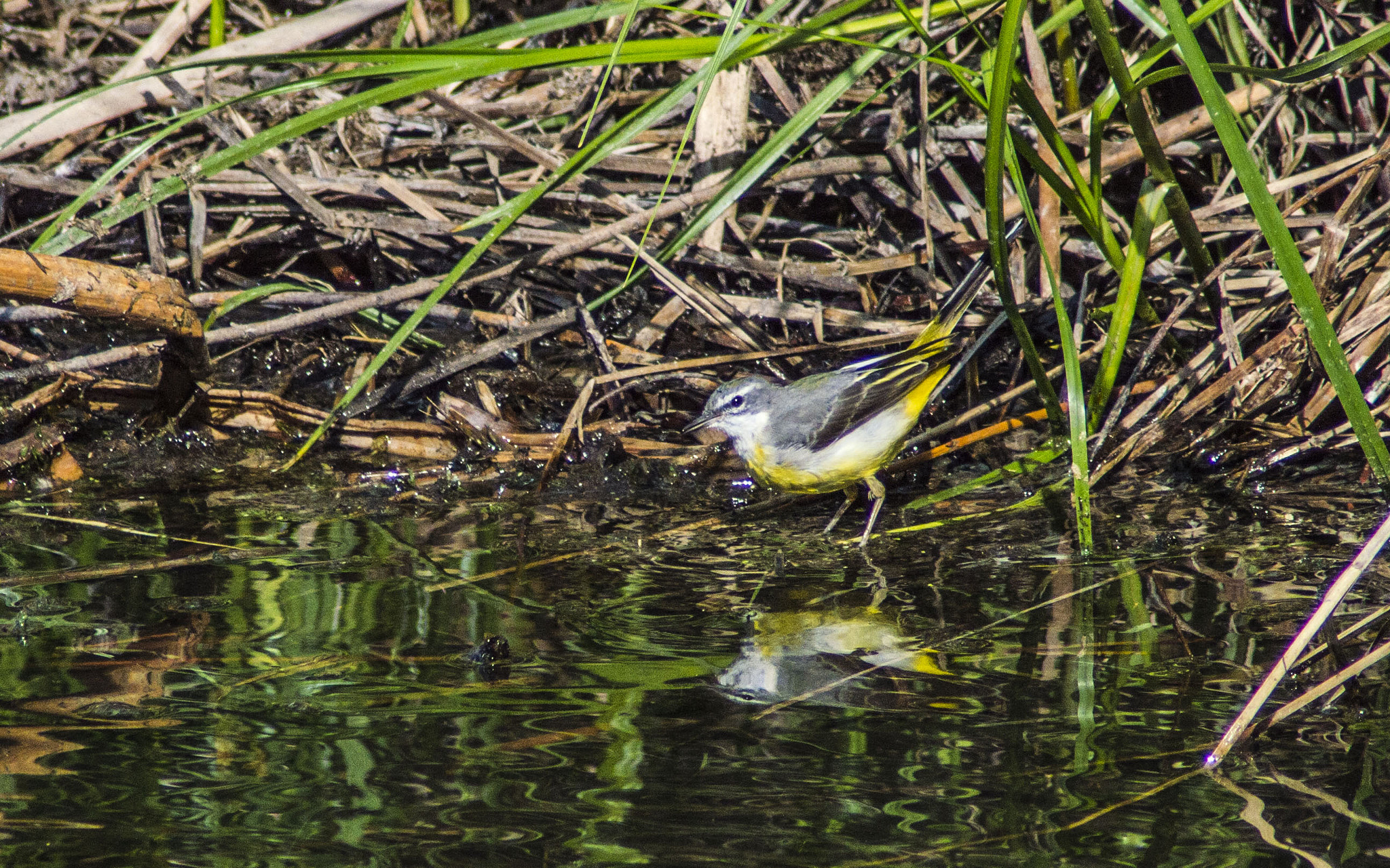 Tamron AF 200-400mm f/5.6 LD IF (75D) sample photo. Grey wagtail (motacilla ciner) lavandera cascadeña photography