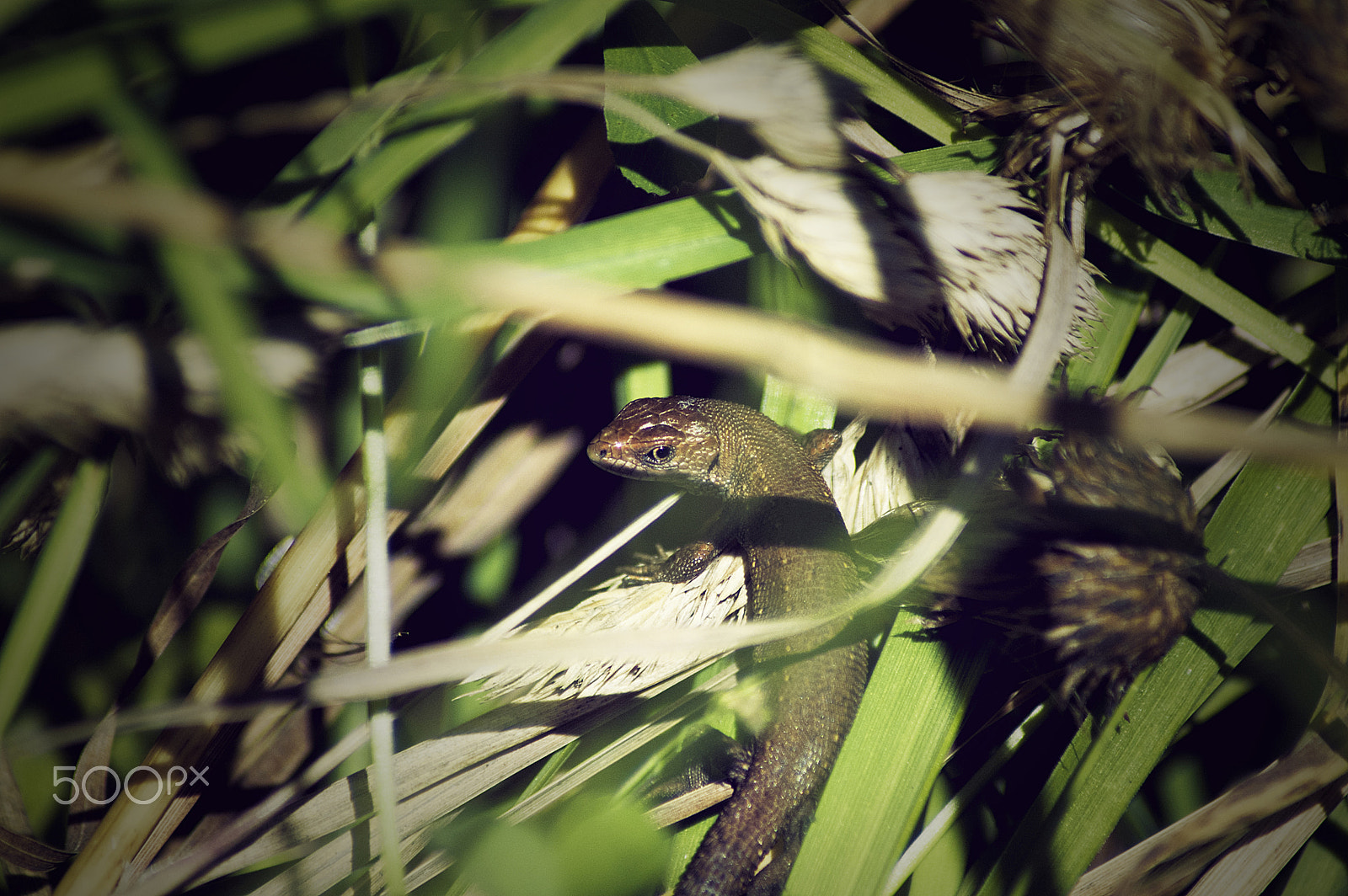 Nikon D70 sample photo. Nano dragon photography