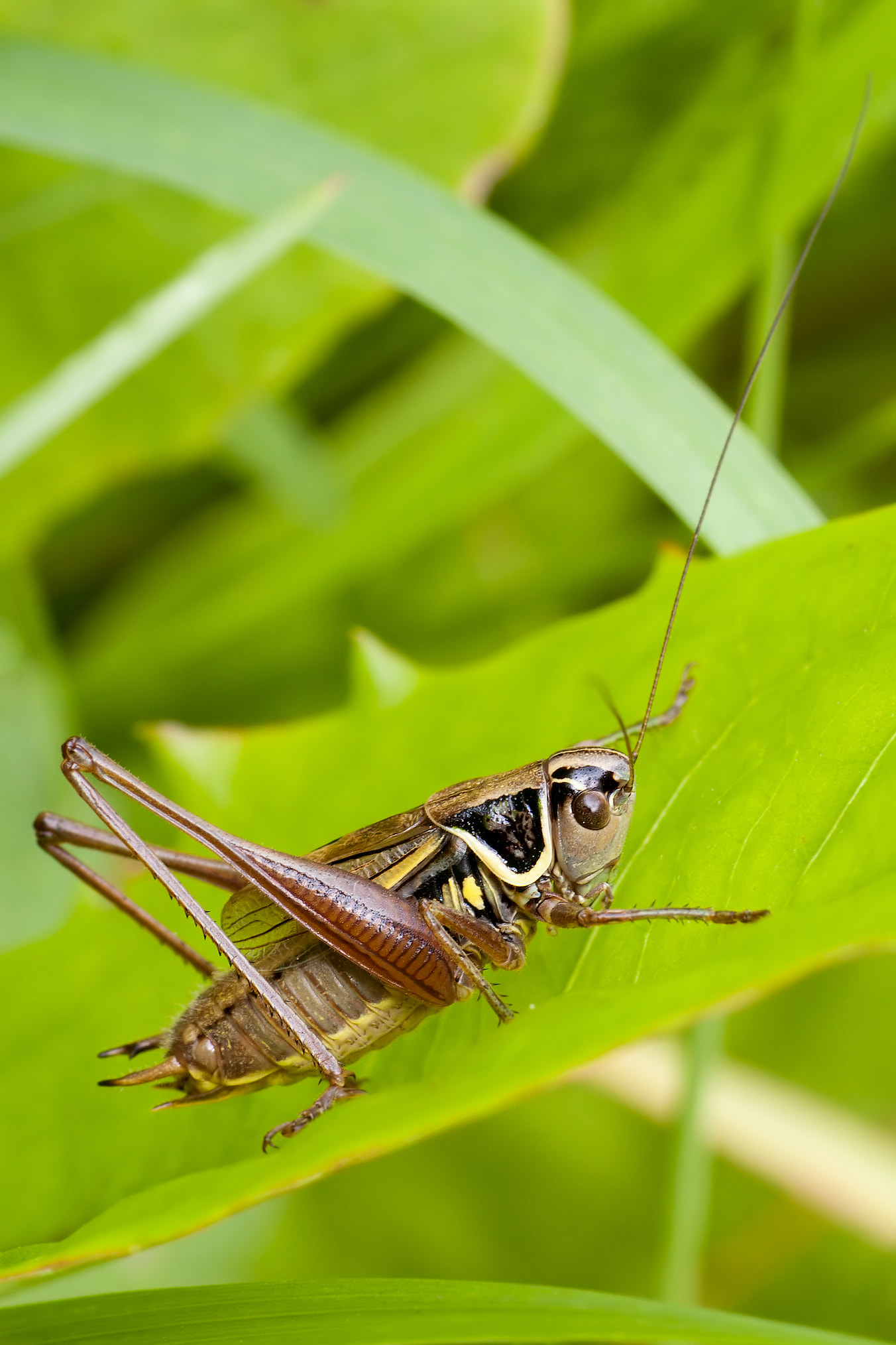 Nikon D40 sample photo. Bicolorana roeselii photography