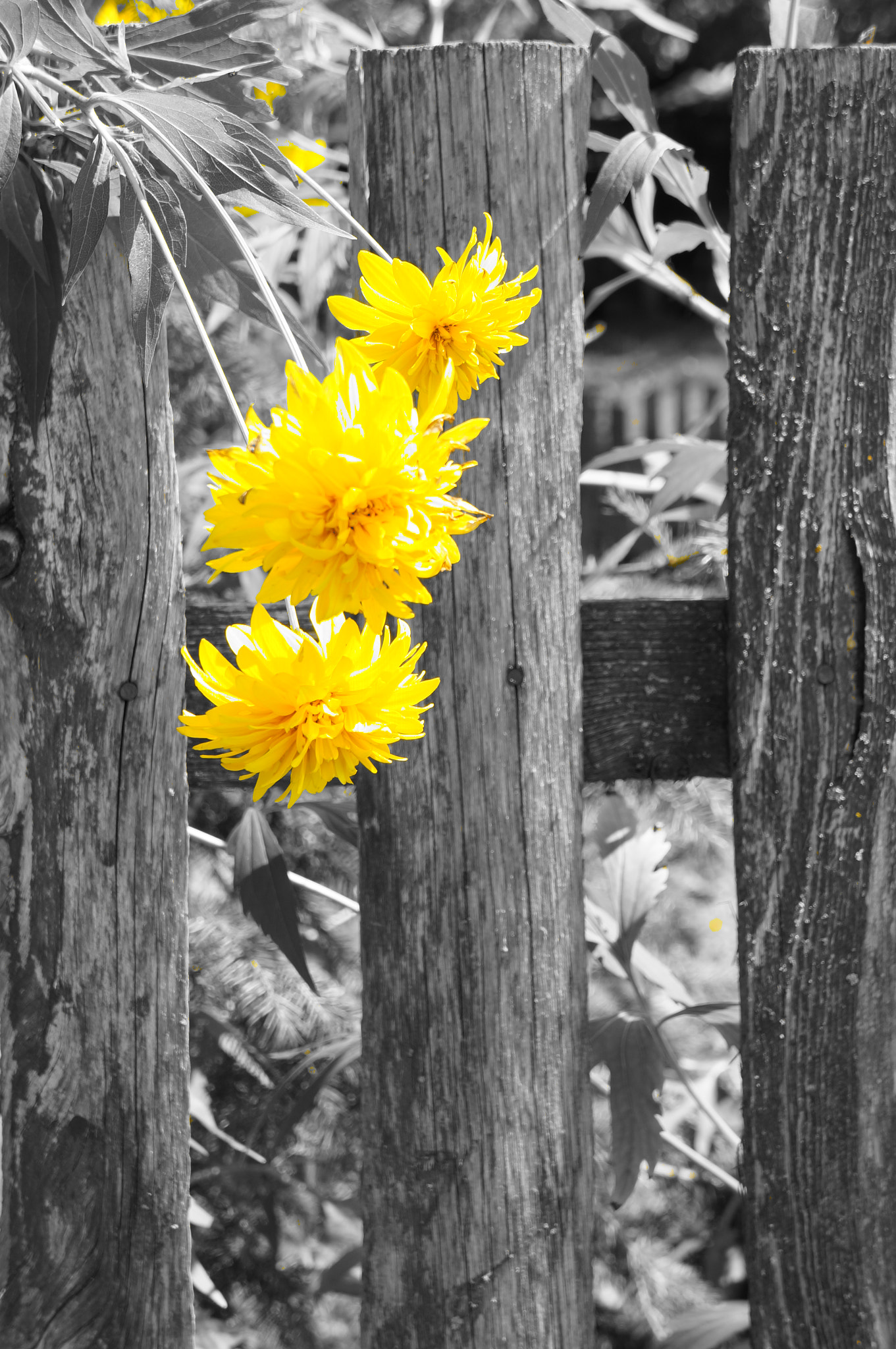 Sony Alpha NEX-6 + Sony FE 28-70mm F3.5-5.6 OSS sample photo. Yellow flowers photography