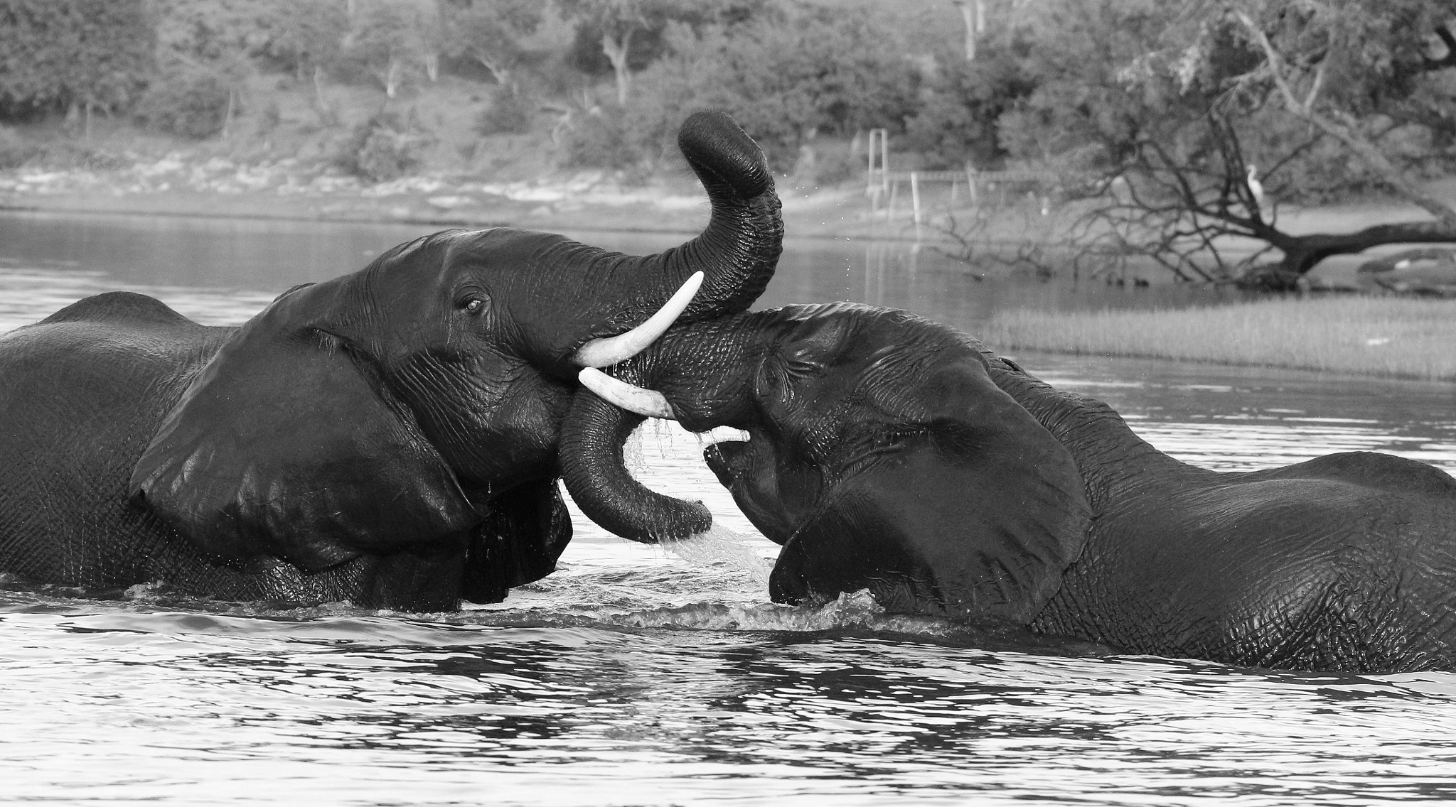 Tamron SP 150-600mm F5-6.3 Di VC USD sample photo. Jousting in the water photography