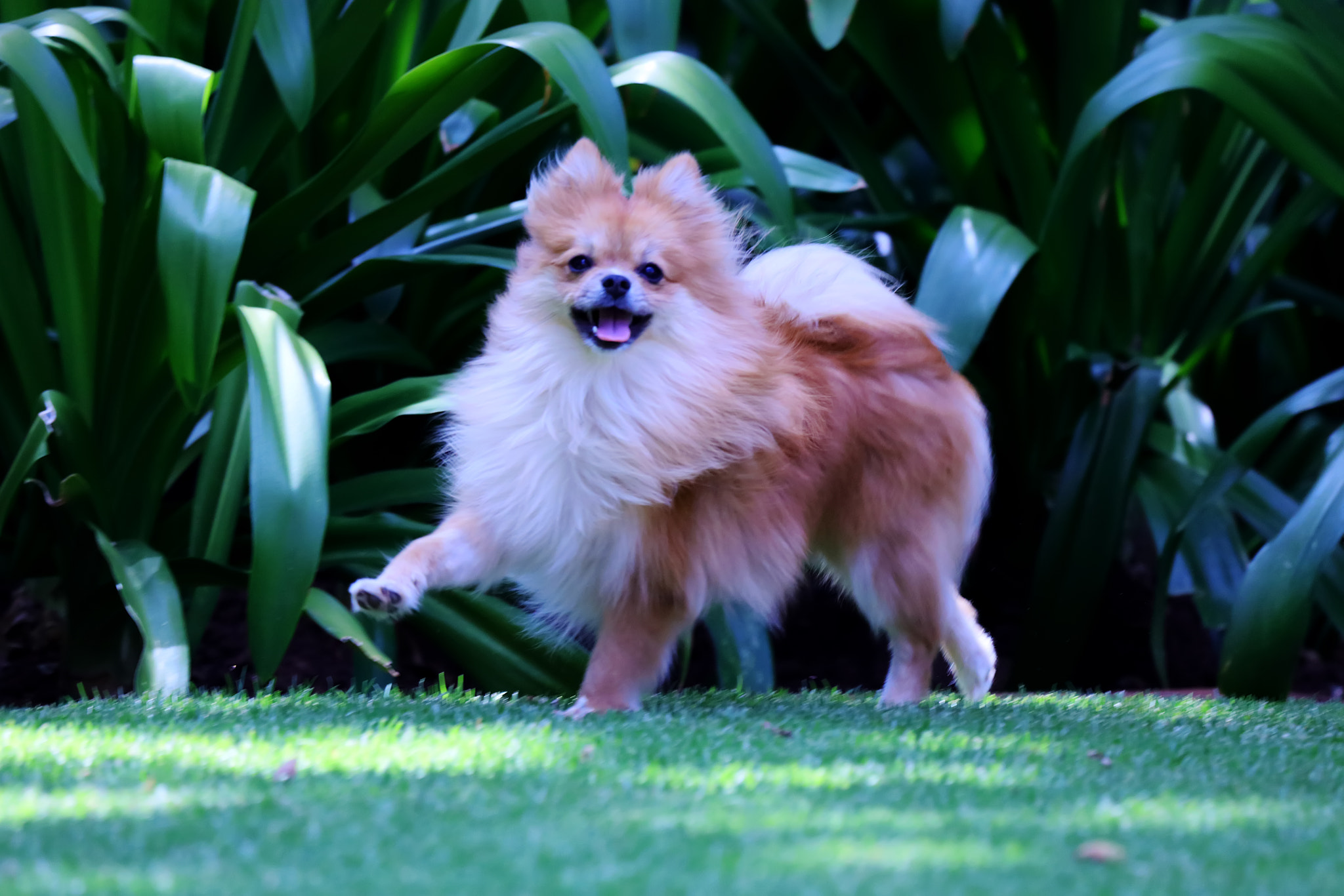 Canon EF 100-400mm F4.5-5.6L IS USM sample photo. My miniature toy pom girl, khaleesi photography