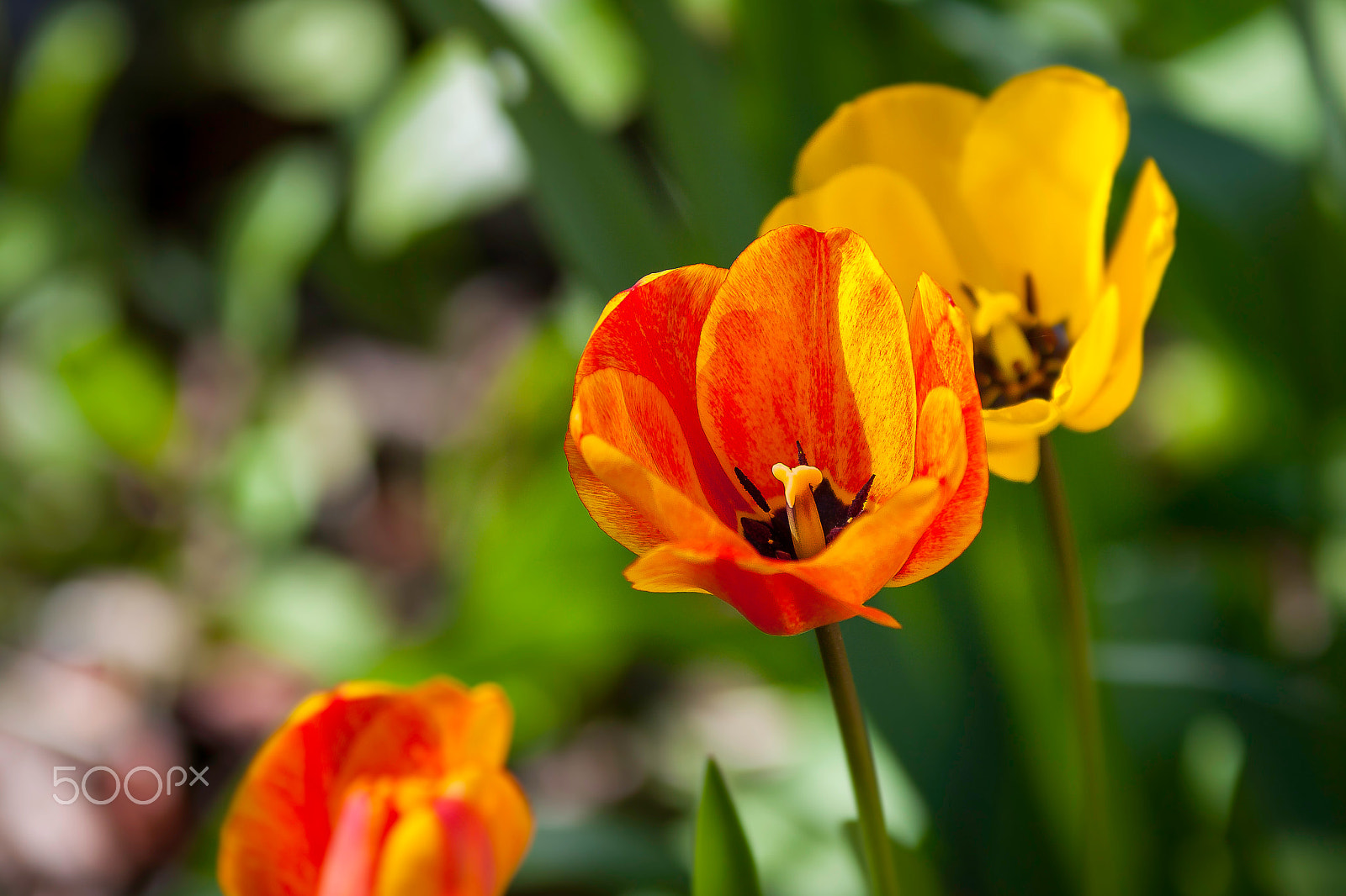 Sigma 70-200mm F2.8 EX DG OS HSM sample photo. Tulipes photography