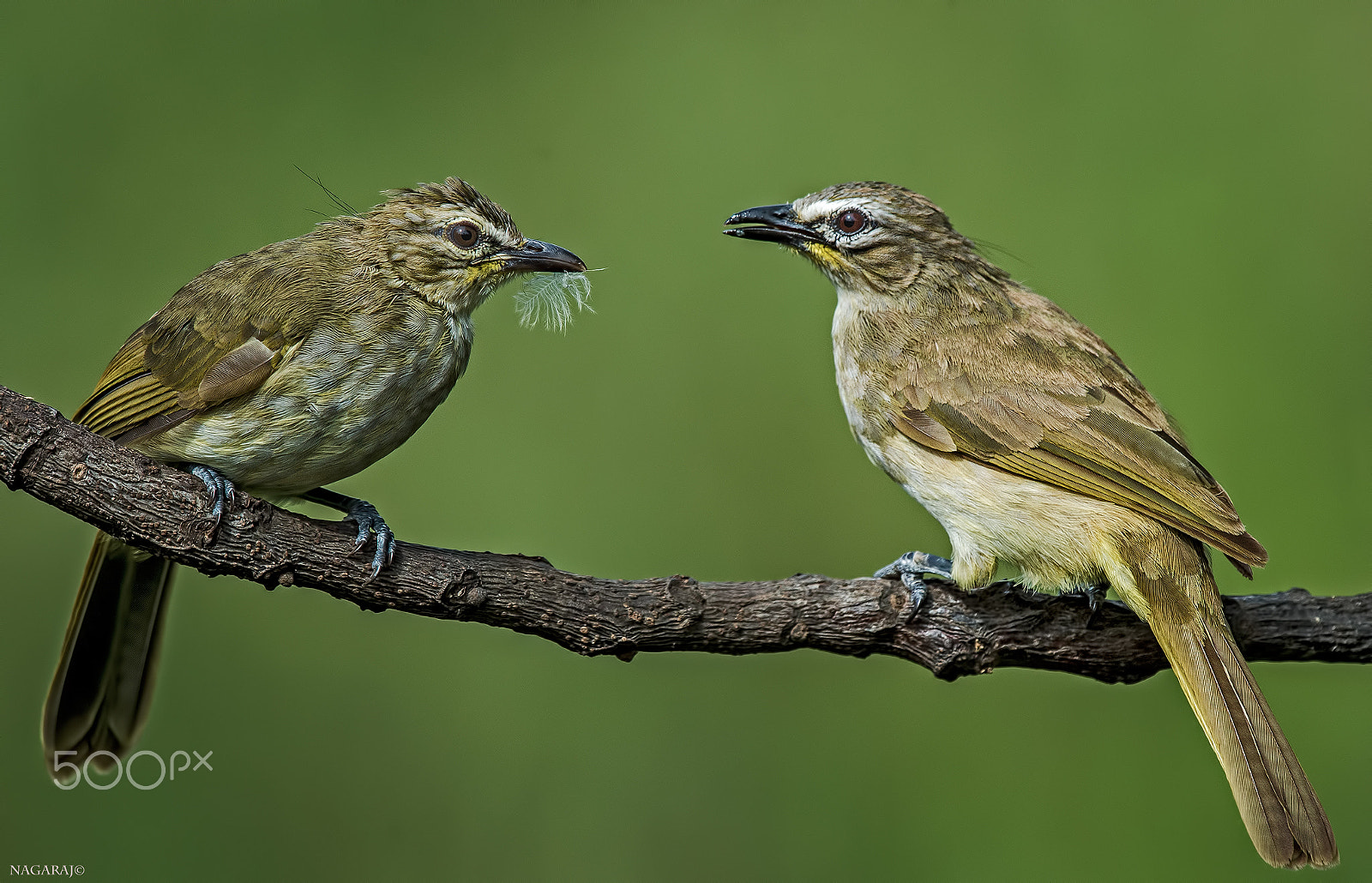 Nikon D4S + Nikon AF-S Nikkor 500mm F4G ED VR sample photo. Happy valentines day photography