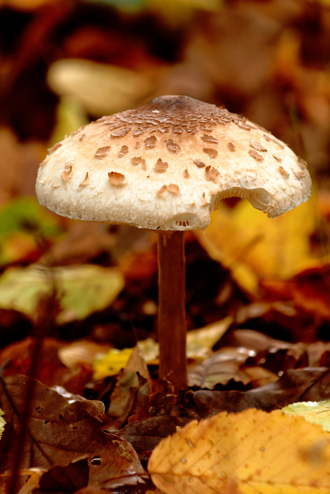 Nikon D200 sample photo. Bit mushroom photography