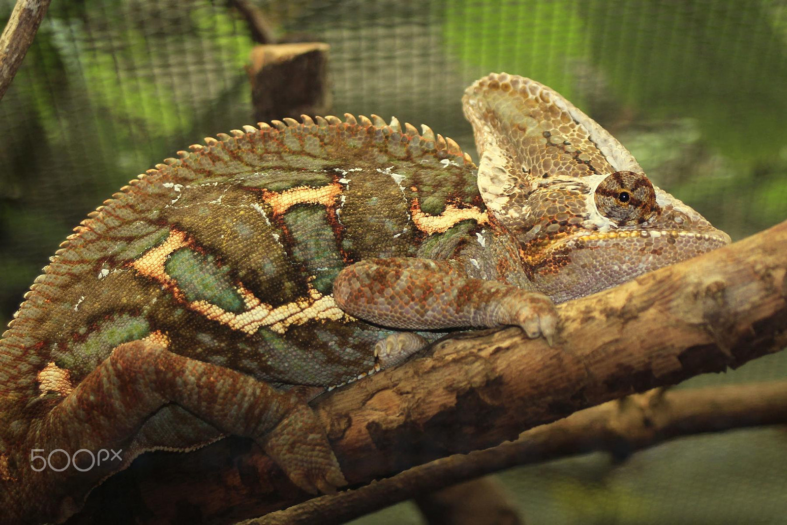 Sigma 28-80mm f/3.5-5.6 II Macro sample photo. Impressionen aus dem zoo wuppertal photography