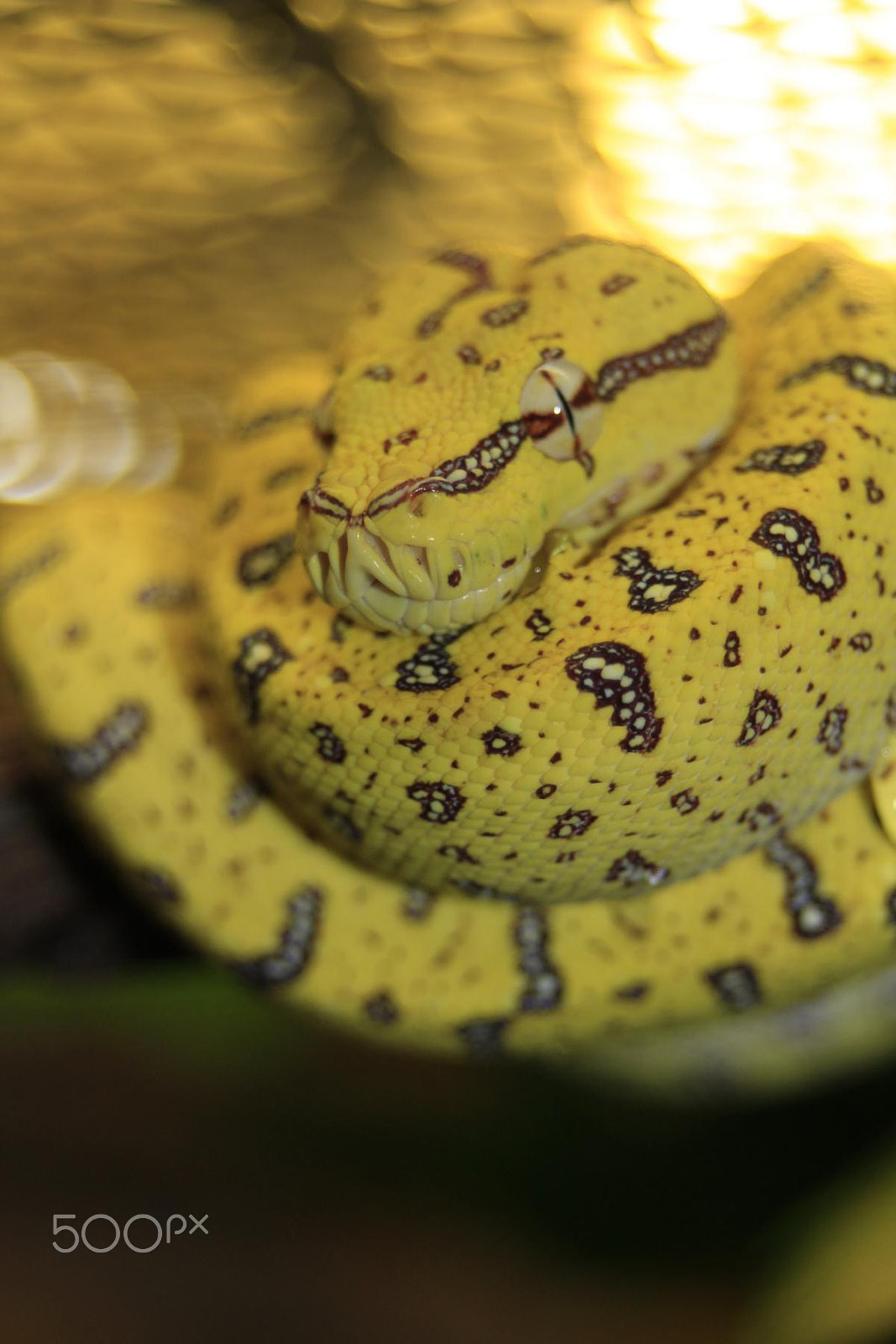 Sigma 28-80mm f/3.5-5.6 II Macro sample photo. Impressionen aus dem zoo wuppertal photography