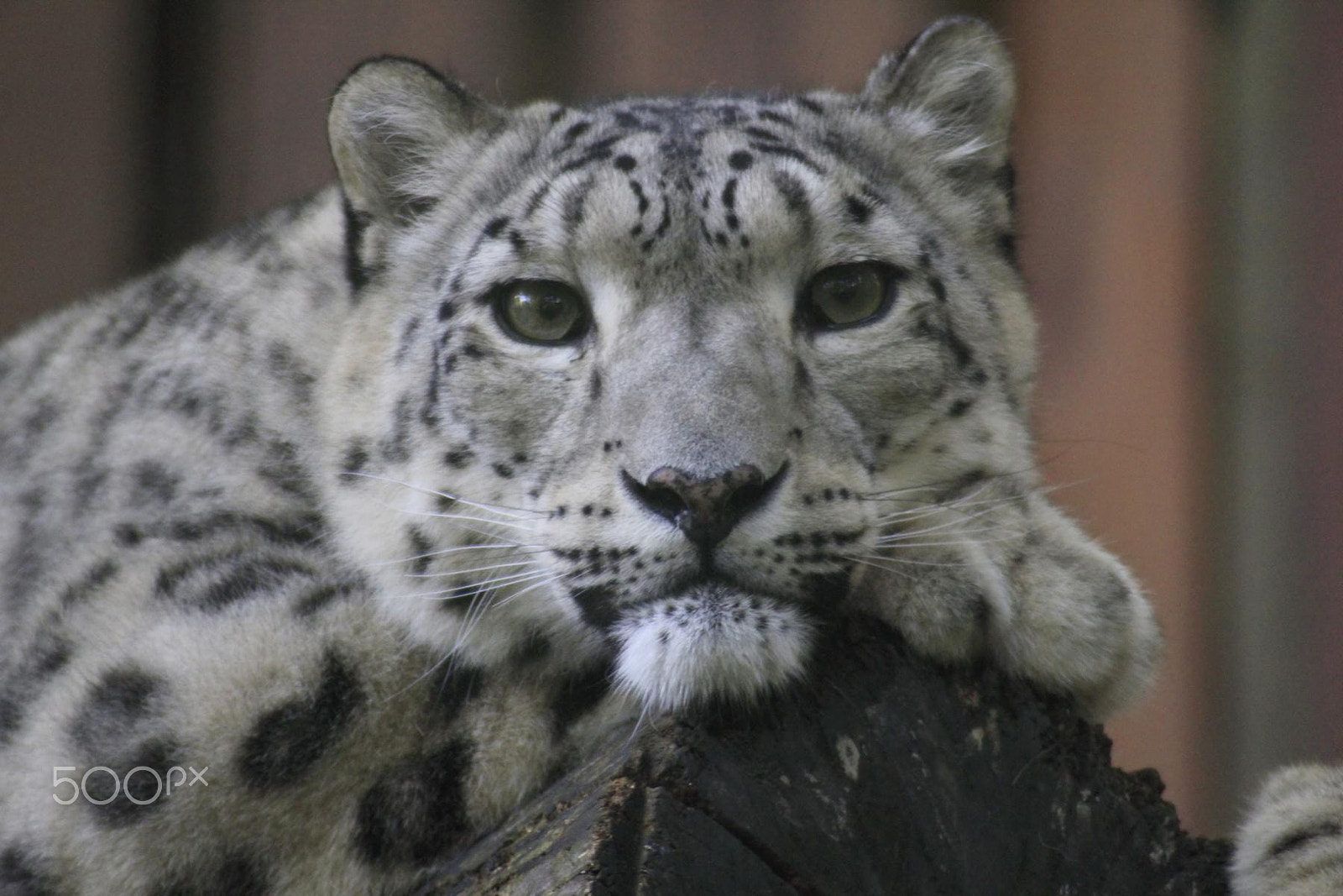 Canon EF 100-300mm f/5.6 sample photo. Impressionen aus dem zoo wuppertal photography