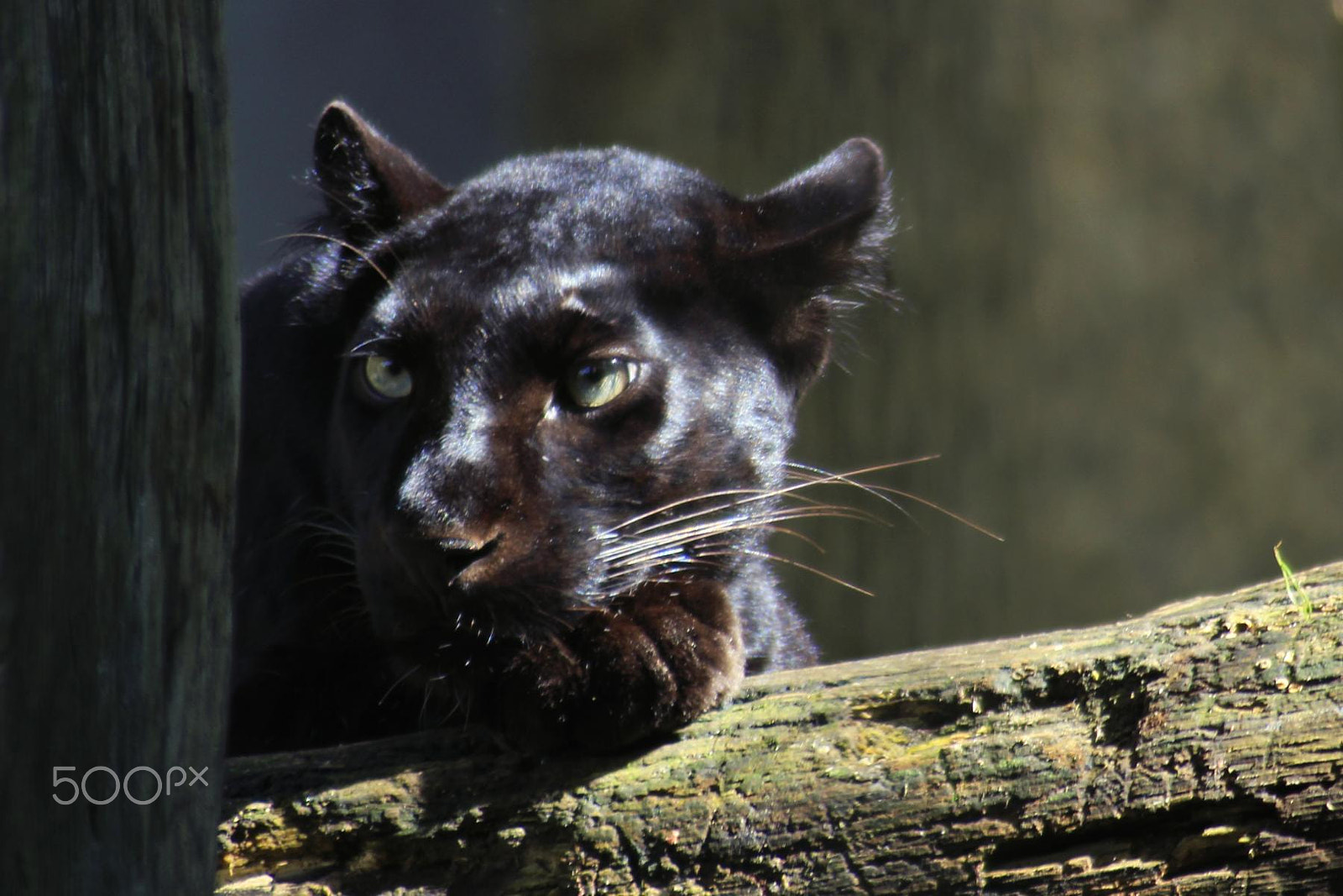 Canon EOS 550D (EOS Rebel T2i / EOS Kiss X4) + Canon EF 100-300mm f/5.6 sample photo. Impressionen aus dem zoo wuppertal photography