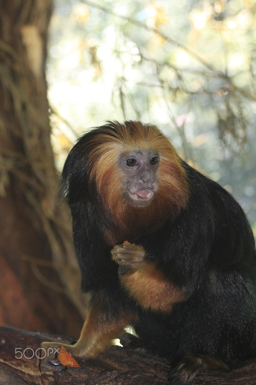 Sigma 28-80mm f/3.5-5.6 II Macro sample photo. Impressionen aus dem zoo wuppertal photography