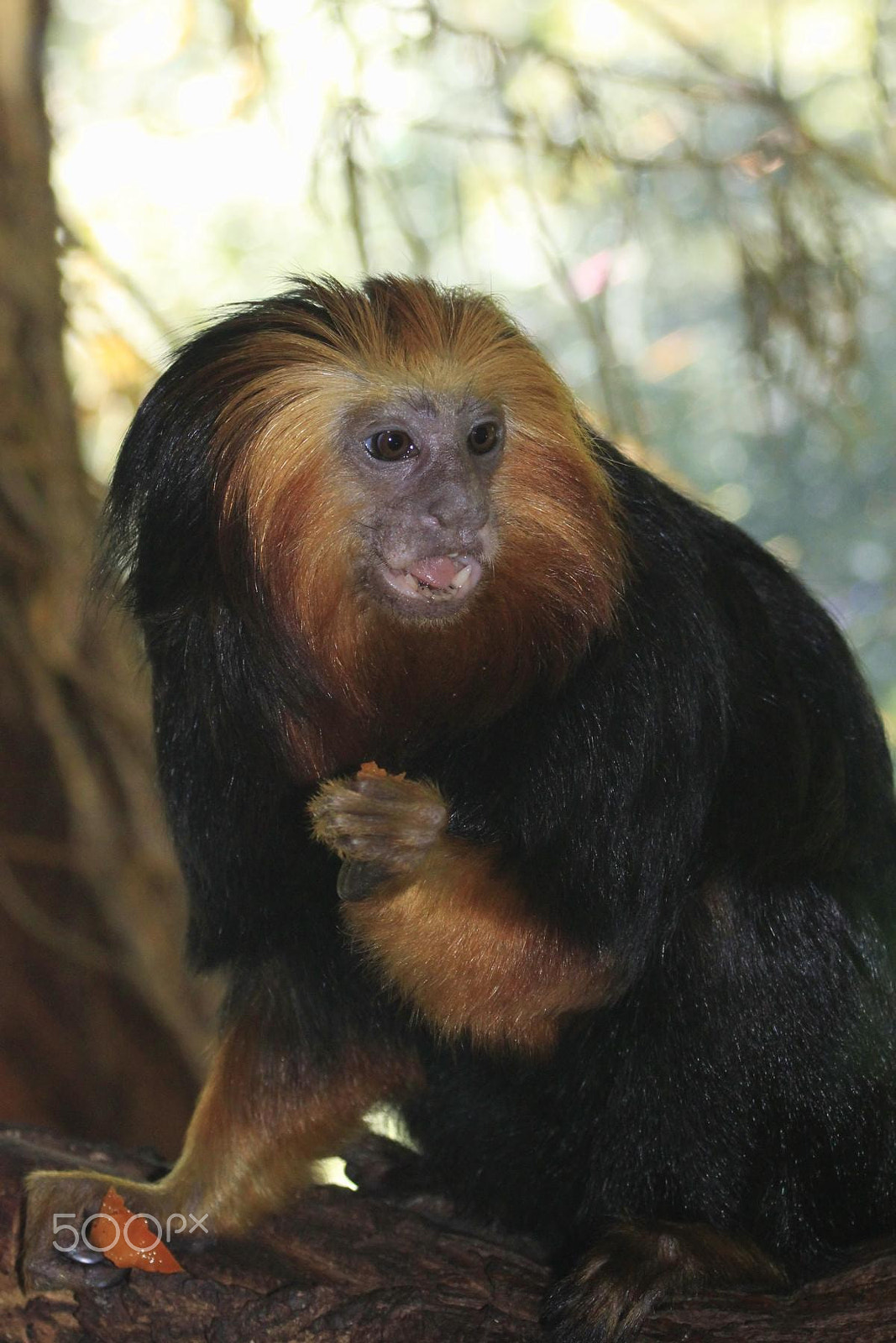 Sigma 28-80mm f/3.5-5.6 II Macro sample photo. Impressionen aus dem zoo wuppertal photography