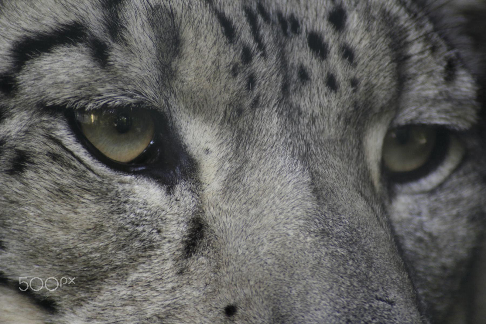 Canon EF 100-300mm f/5.6 sample photo. Impressionen aus dem zoo wuppertal photography