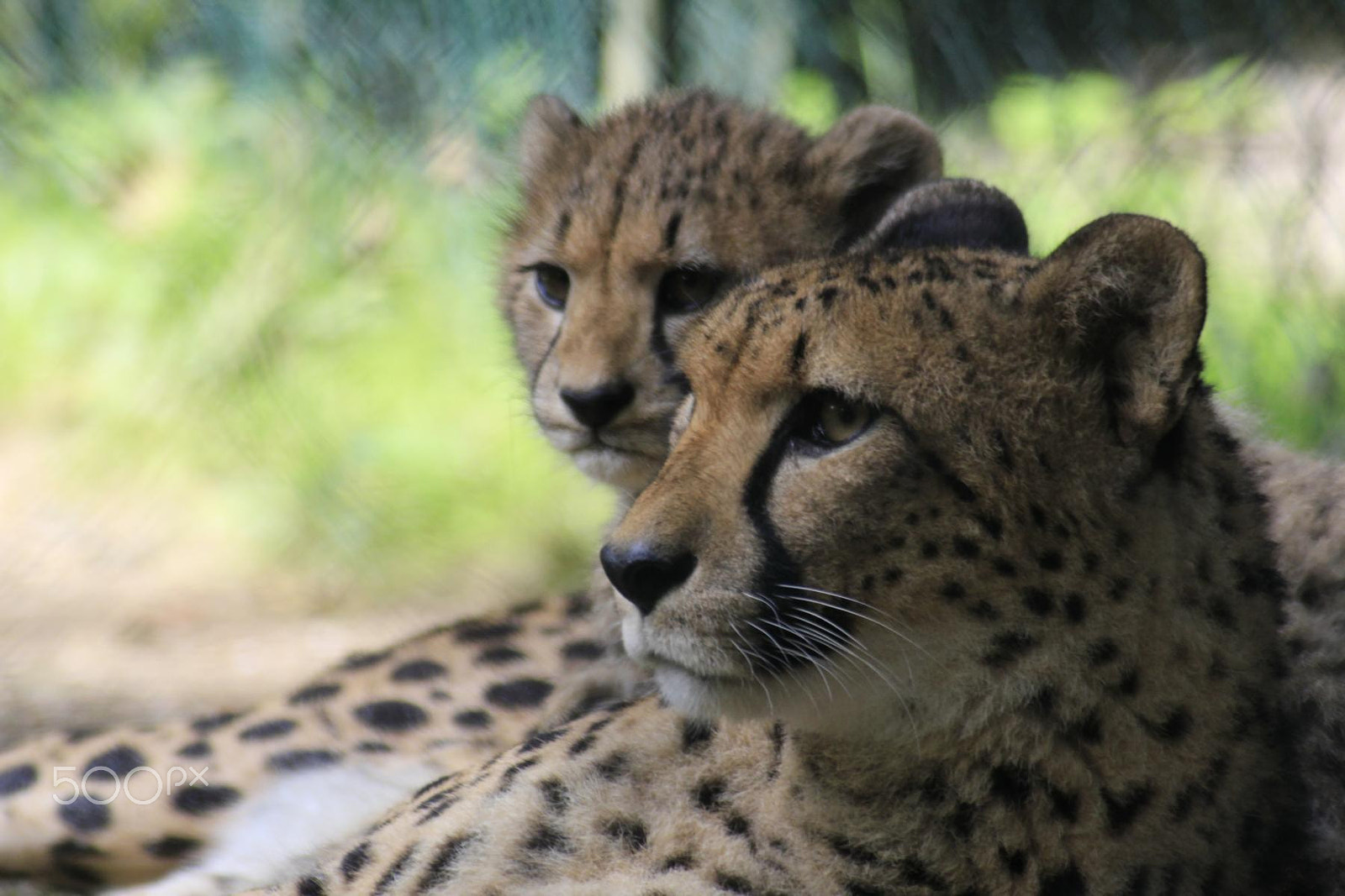 Canon EOS 550D (EOS Rebel T2i / EOS Kiss X4) + Canon EF 100-300mm f/5.6 sample photo. Impressionen aus dem zoo wuppertal photography