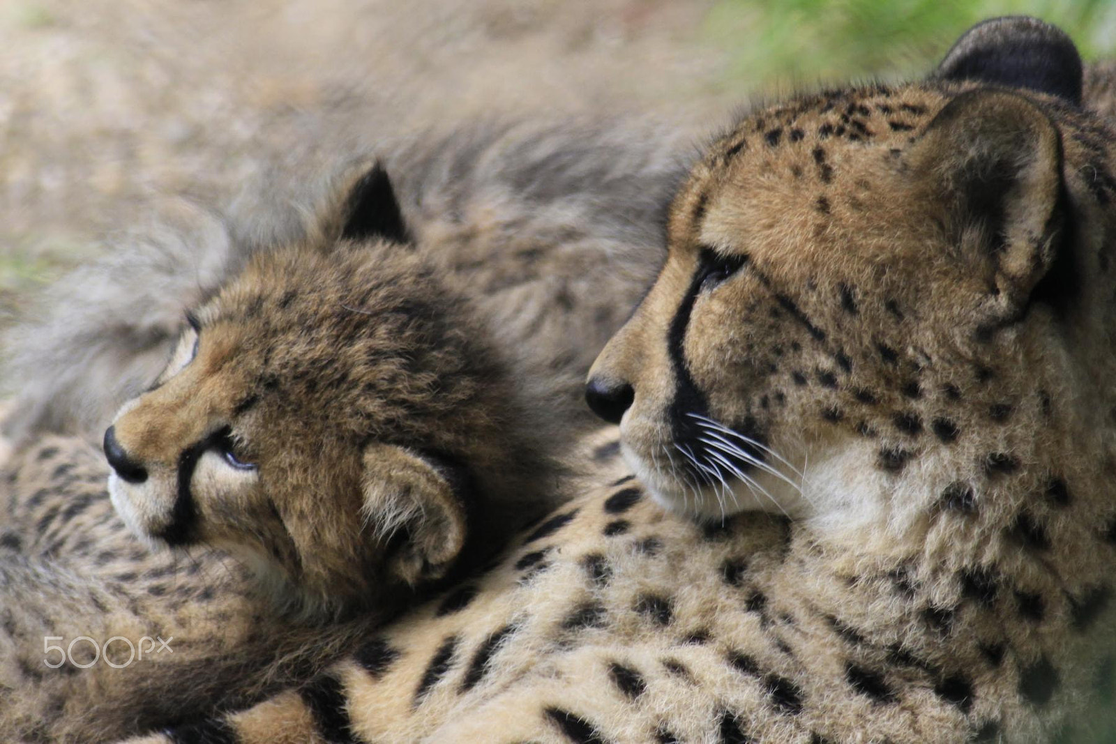 Canon EF 100-300mm f/5.6 sample photo. Impressionen aus dem zoo wuppertal photography