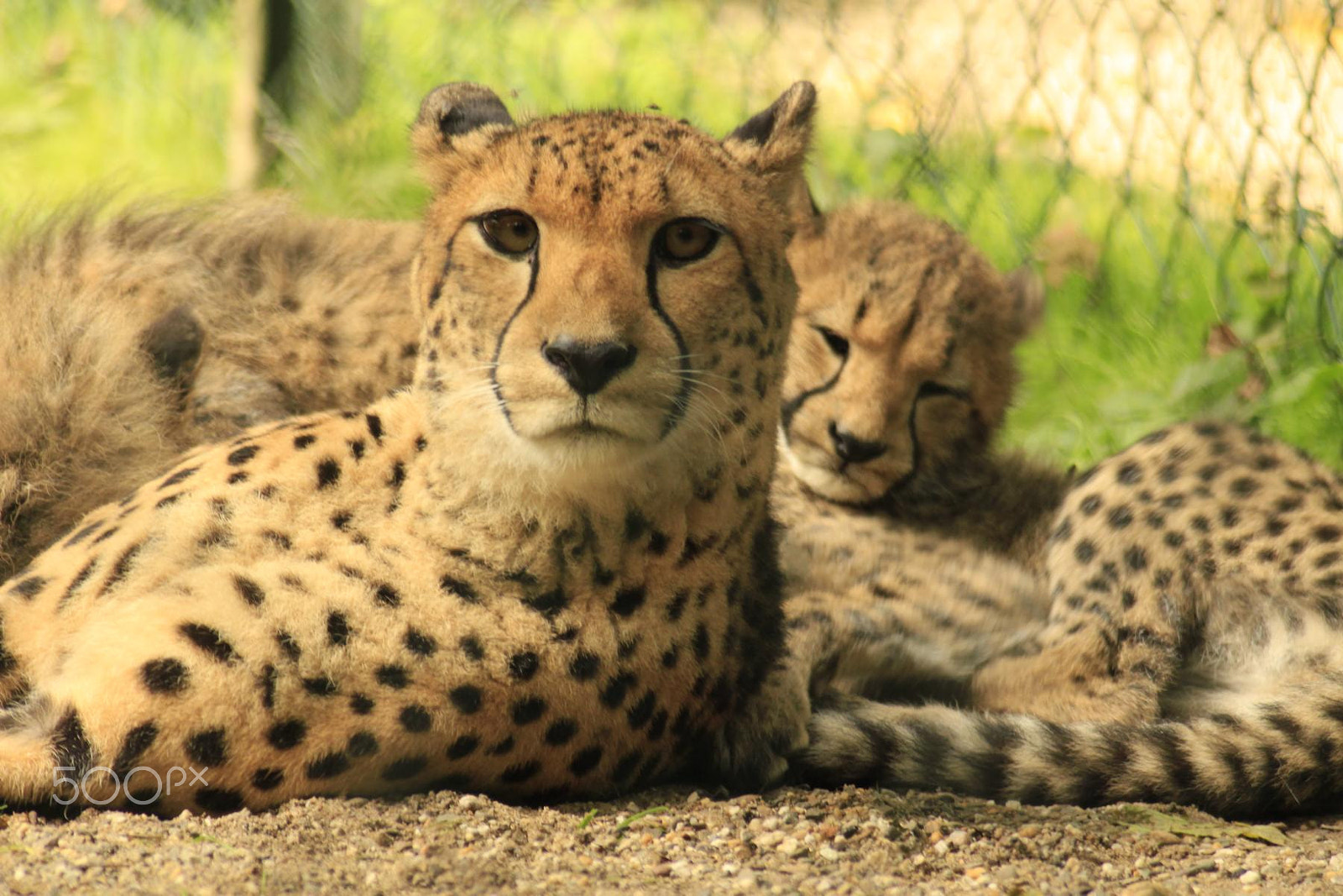 Canon EOS 550D (EOS Rebel T2i / EOS Kiss X4) + Canon EF 100-300mm f/5.6 sample photo. Impressionen aus dem zoo wuppertal photography