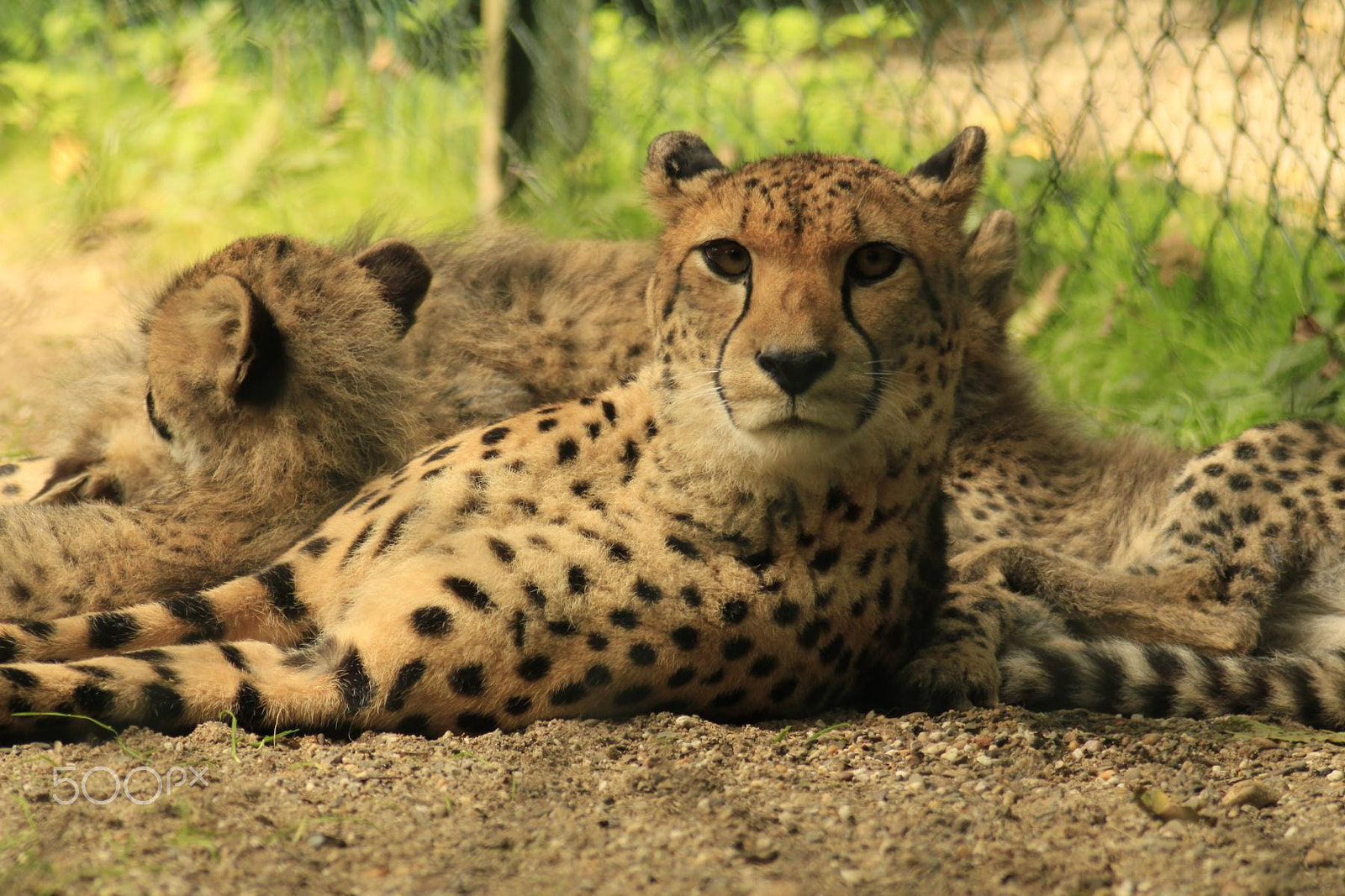 Canon EF 100-300mm f/5.6 sample photo. Impressionen aus dem zoo wuppertal photography