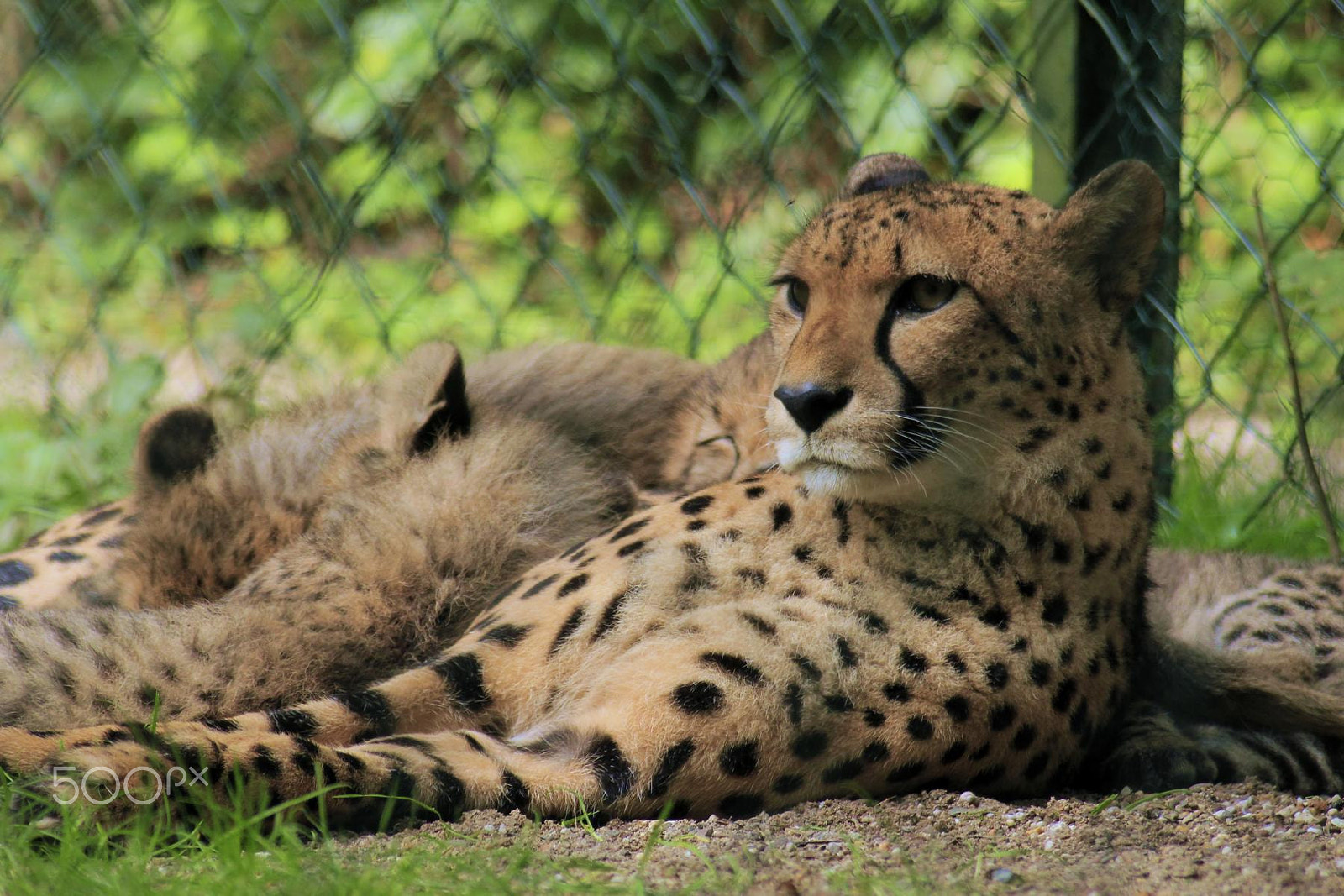 Canon EOS 550D (EOS Rebel T2i / EOS Kiss X4) + Canon EF 100-300mm f/5.6 sample photo. Impressionen aus dem zoo wuppertal photography