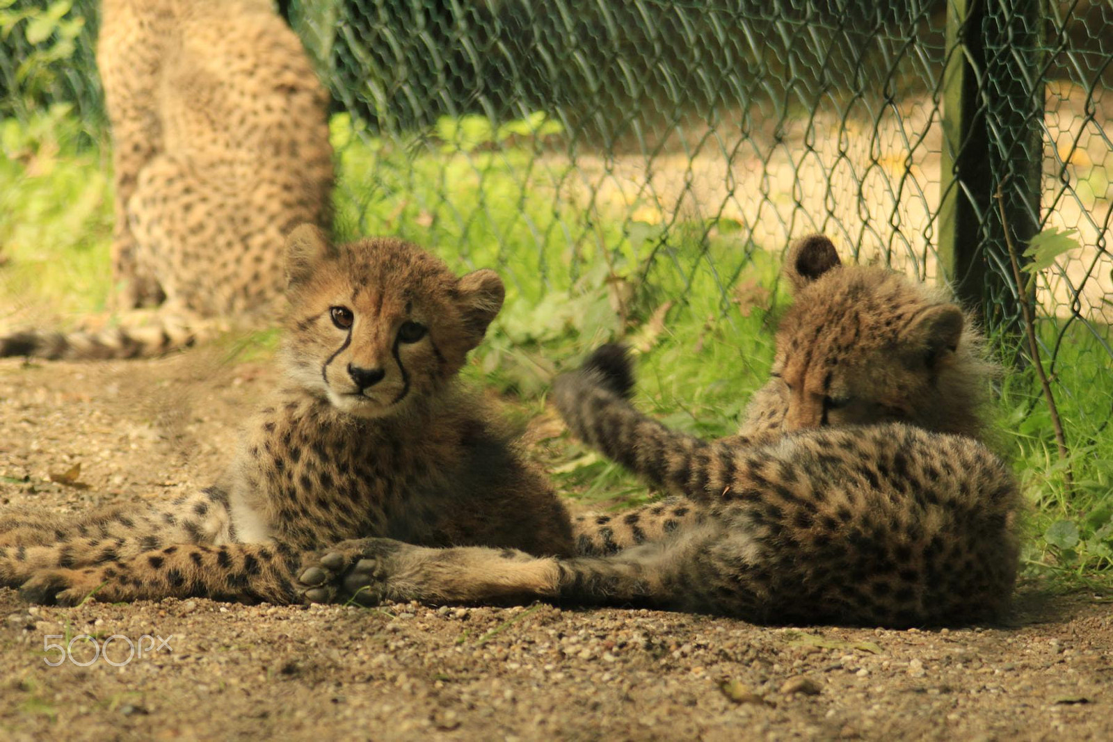 Canon EOS 550D (EOS Rebel T2i / EOS Kiss X4) + Canon EF 100-300mm f/5.6 sample photo. Impressionen aus dem zoo wuppertal photography