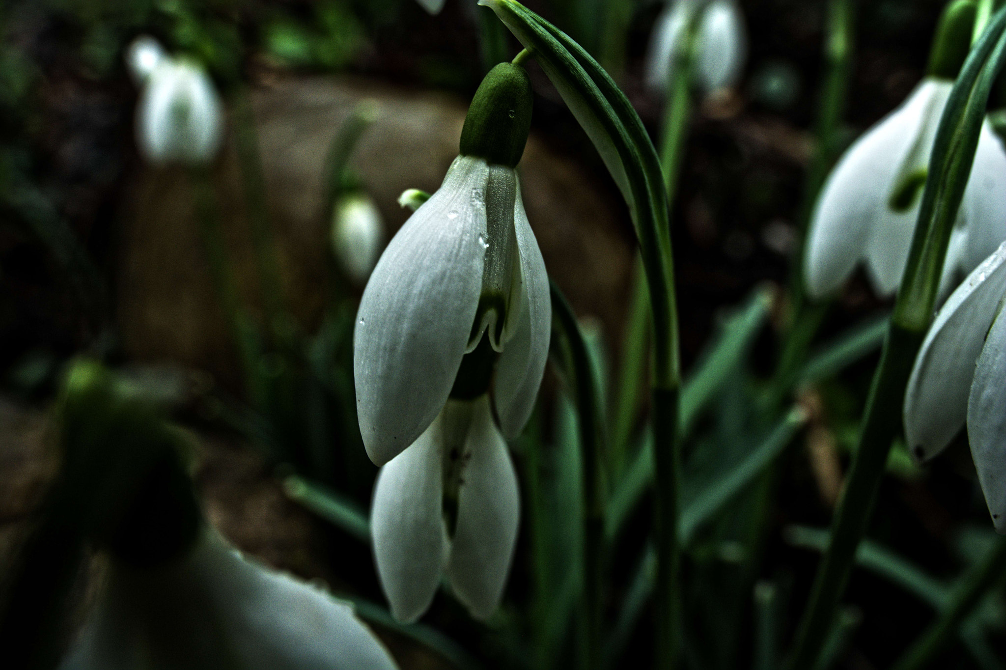 Nikon D7100 + Manual Lens No CPU sample photo. Schneegloeckchen [galanthus nivalis] photography