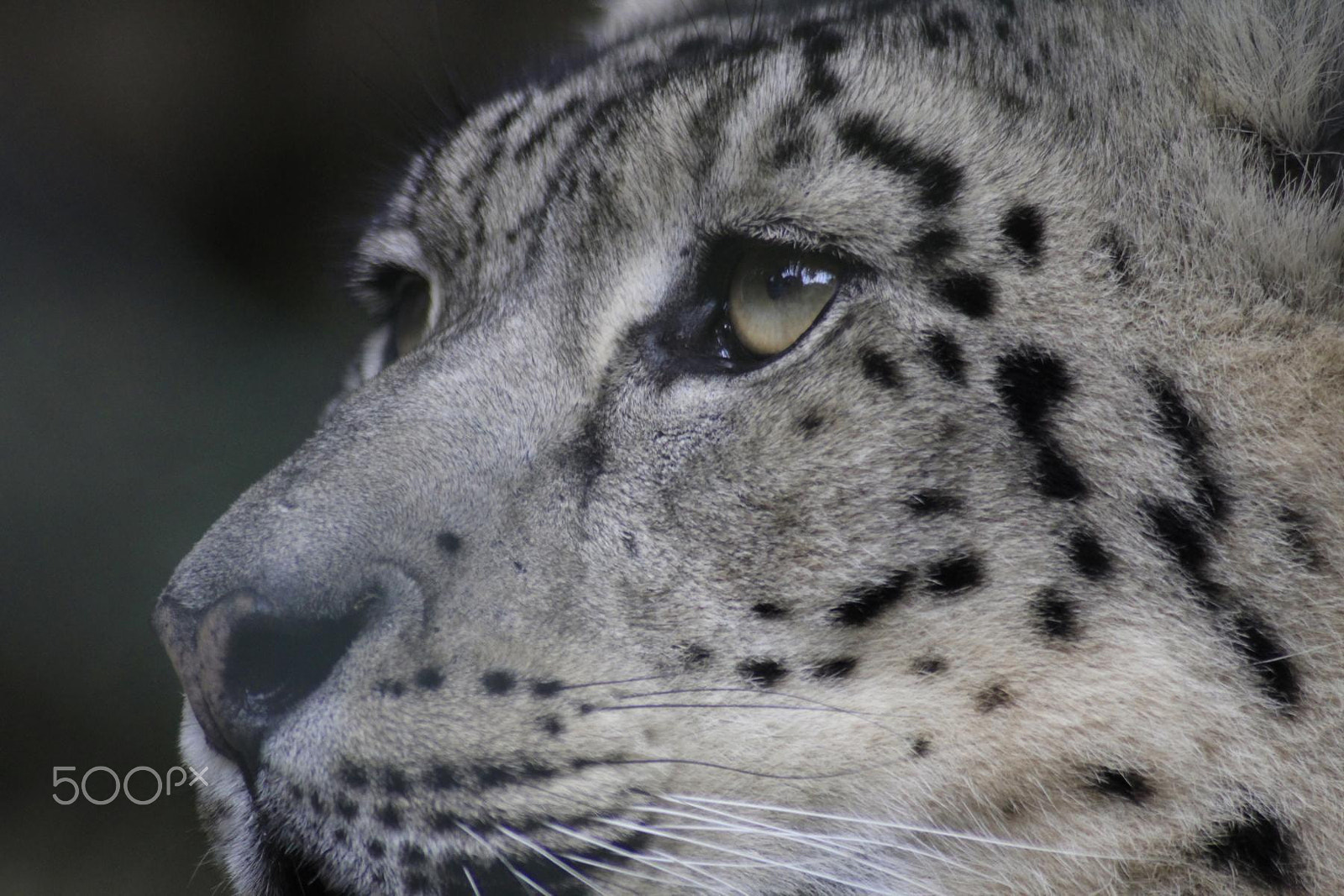 Canon EOS 550D (EOS Rebel T2i / EOS Kiss X4) + Canon EF 100-300mm f/5.6 sample photo. Impressionen aus dem zoo wuppertal photography