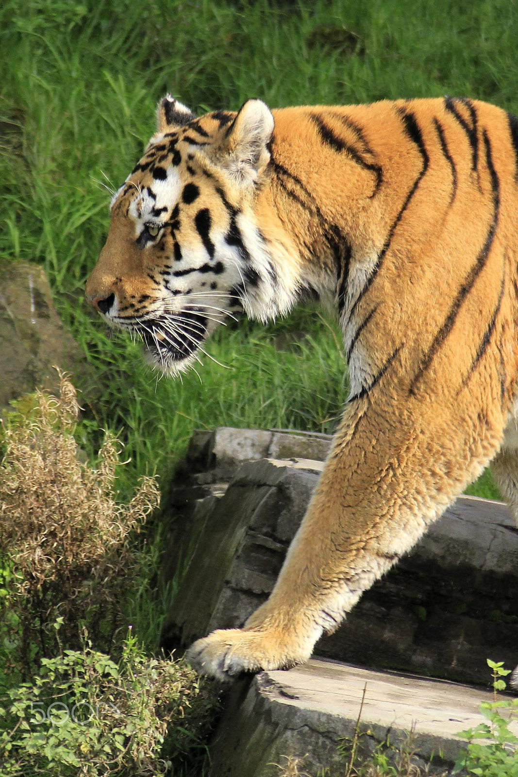 Canon EOS 550D (EOS Rebel T2i / EOS Kiss X4) + Canon EF 100-300mm f/5.6 sample photo. Impressionen aus dem zoo wuppertal photography