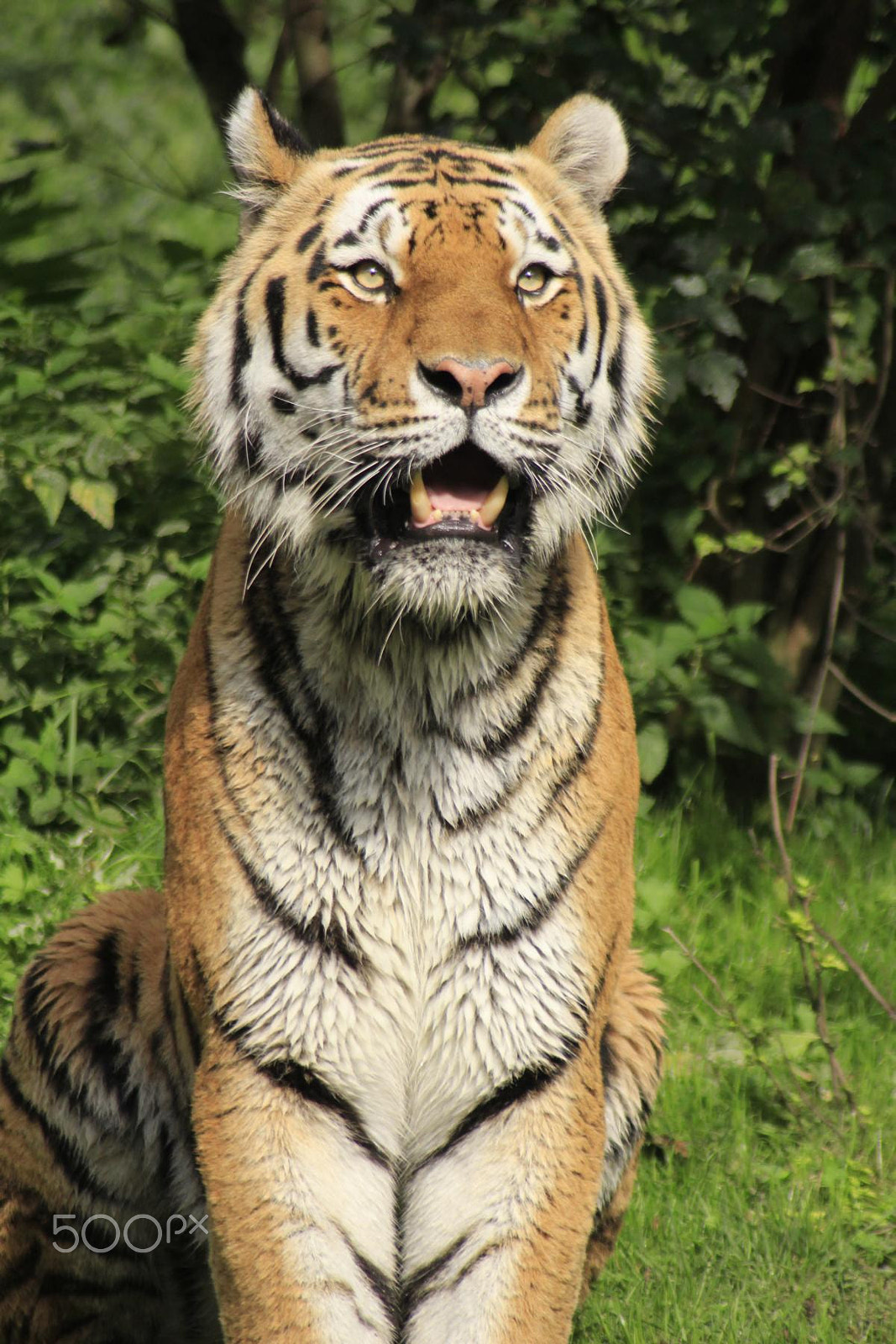 Canon EOS 550D (EOS Rebel T2i / EOS Kiss X4) + Canon EF 100-300mm f/5.6 sample photo. Impressionen aus dem zoo wuppertal photography