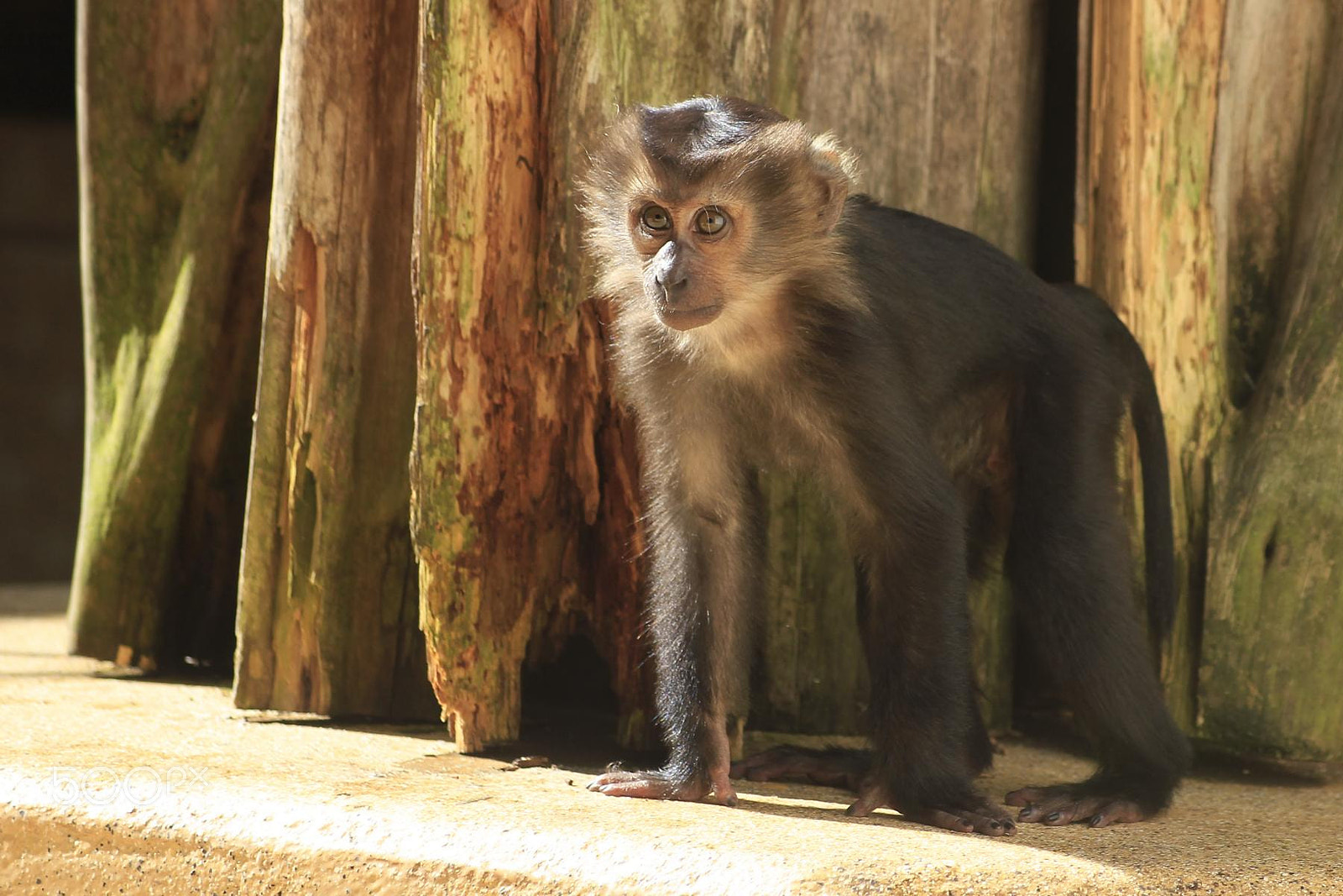 Sigma 55-200mm f/4-5.6 DC sample photo. Impressionen aus dem zoo wuppertal photography