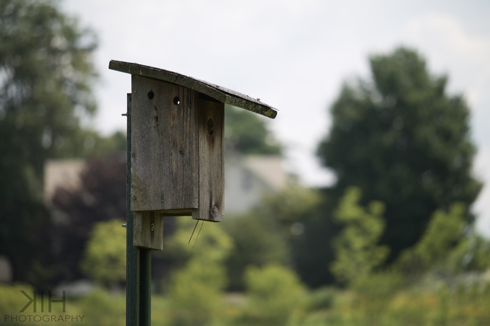 Canon EF-S 55-250mm F4-5.6 IS STM sample photo. A bird's home photography