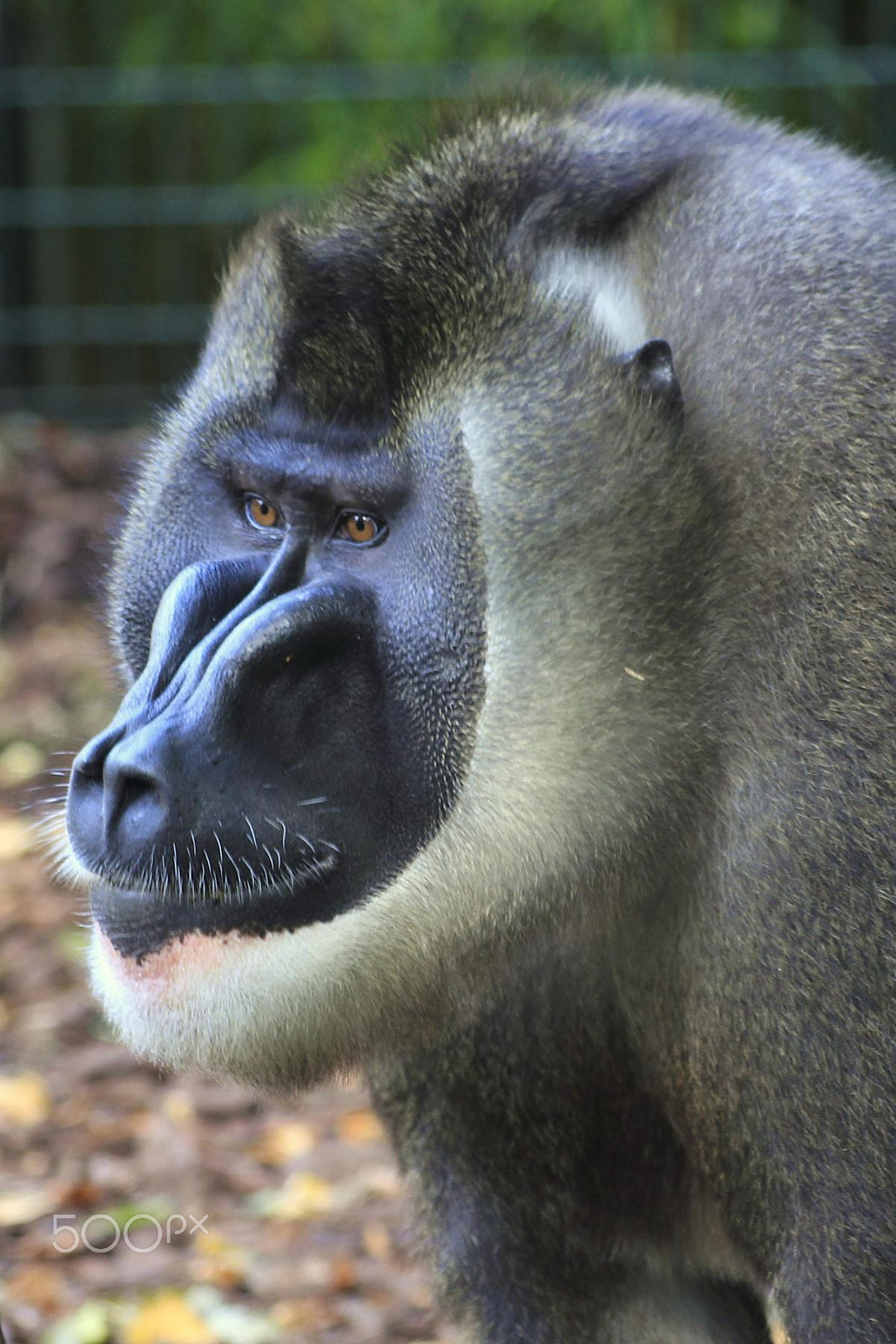 Sigma 55-200mm f/4-5.6 DC sample photo. Impressionen aus dem zoo wuppertal photography