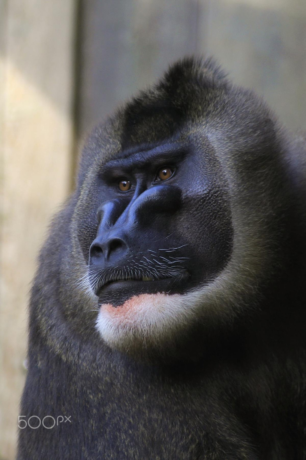 Sigma 55-200mm f/4-5.6 DC sample photo. Impressionen aus dem zoo wuppertal photography