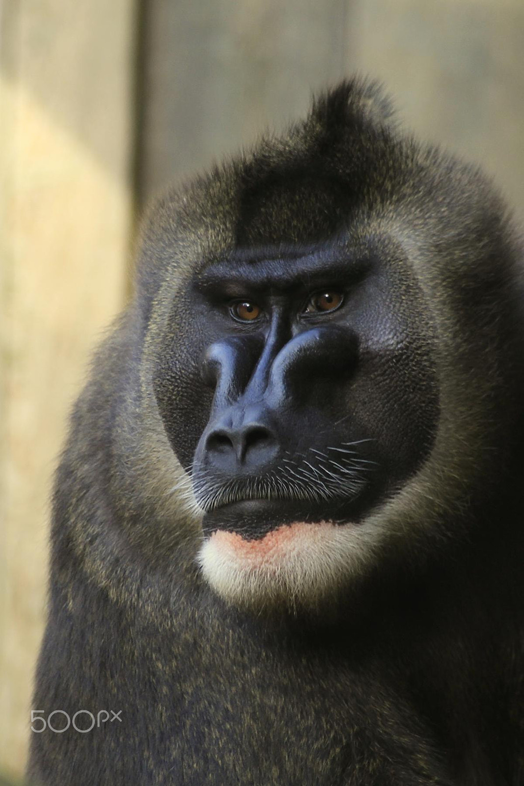 Sigma 55-200mm f/4-5.6 DC sample photo. Impressionen aus dem zoo wuppertal photography