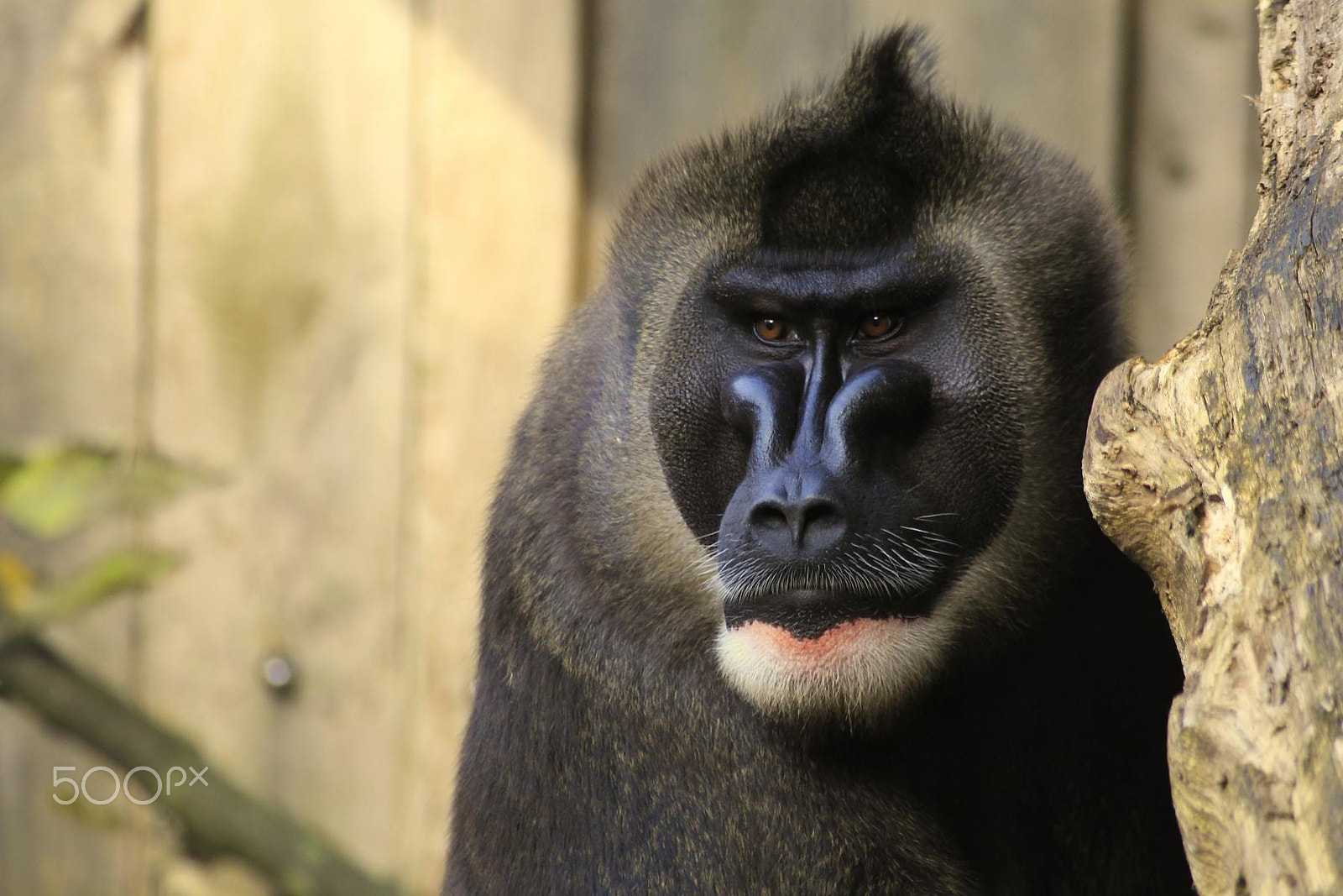 Sigma 55-200mm f/4-5.6 DC sample photo. Impressionen aus dem zoo wuppertal photography