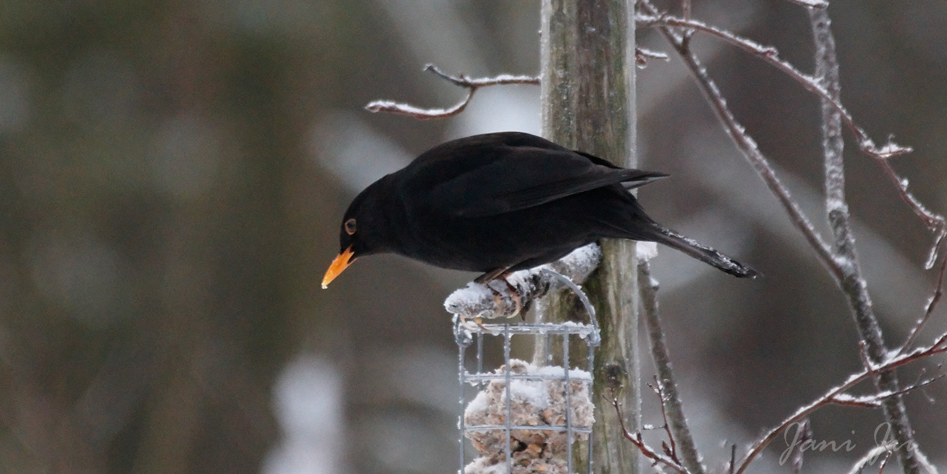 Canon EOS-1D Mark III sample photo. Trying to eat photography