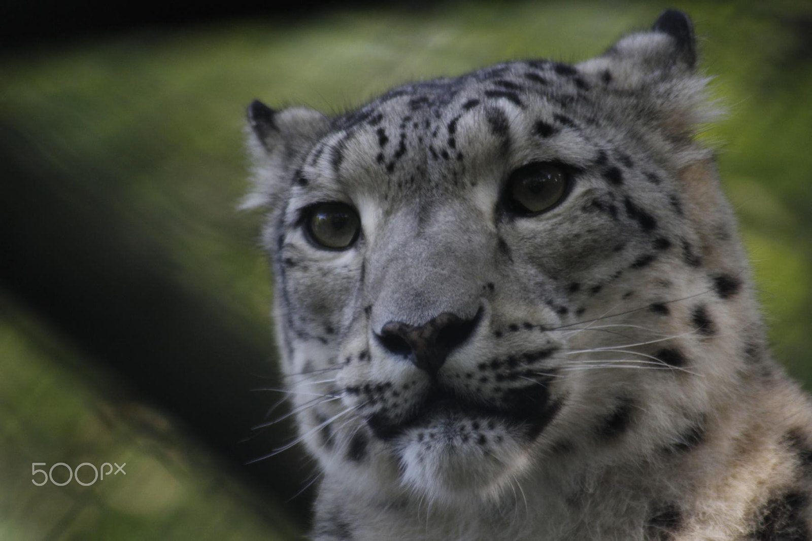 Canon EF 100-300mm f/5.6 sample photo. Impressionen aus dem zoo wuppertal photography