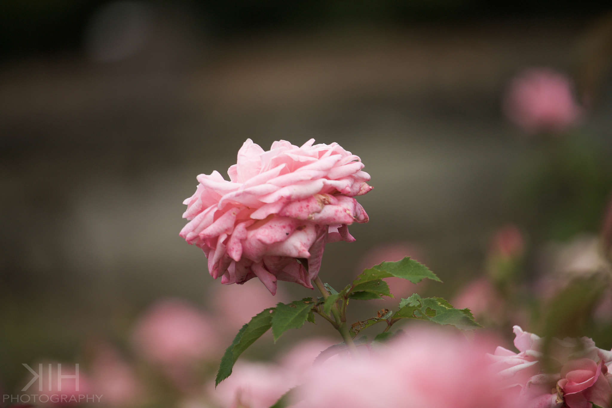 Canon EF-S 55-250mm F4-5.6 IS STM sample photo. Toward the sun photography