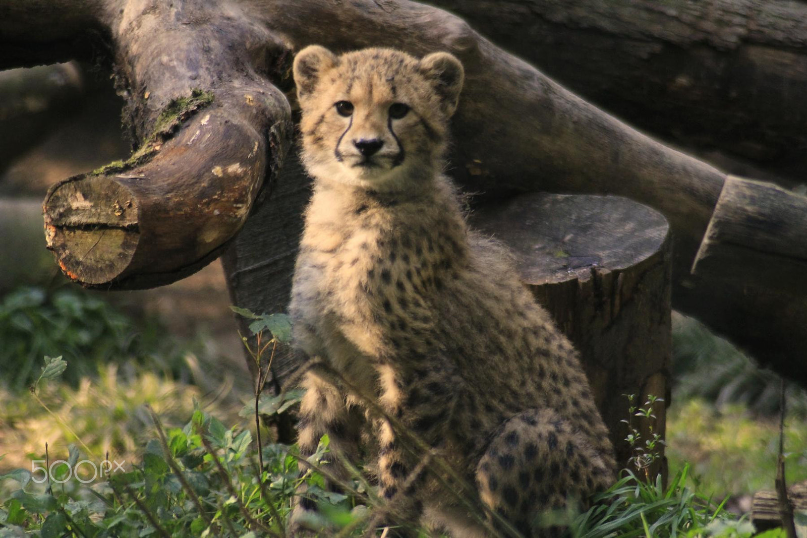 Canon EF 100-300mm f/5.6 sample photo. Impressionen aus dem zoo wuppertal photography