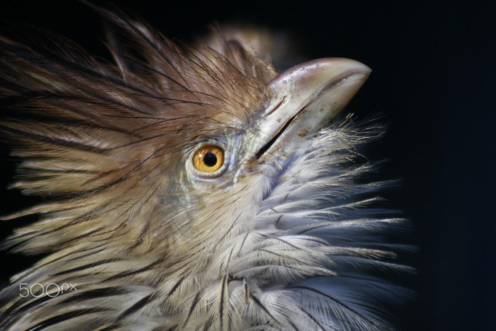 Canon EF 100-300mm f/5.6 sample photo. Impressionen aus dem zoo wuppertal photography