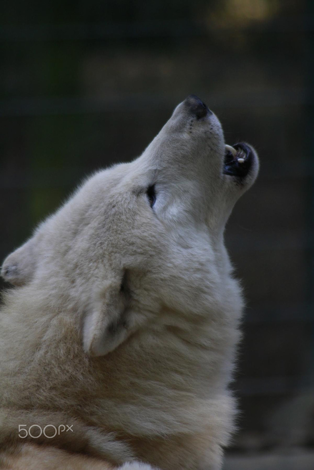 Canon EOS 550D (EOS Rebel T2i / EOS Kiss X4) + Canon EF 100-300mm f/5.6 sample photo. Impressionen aus dem zoo wuppertal photography