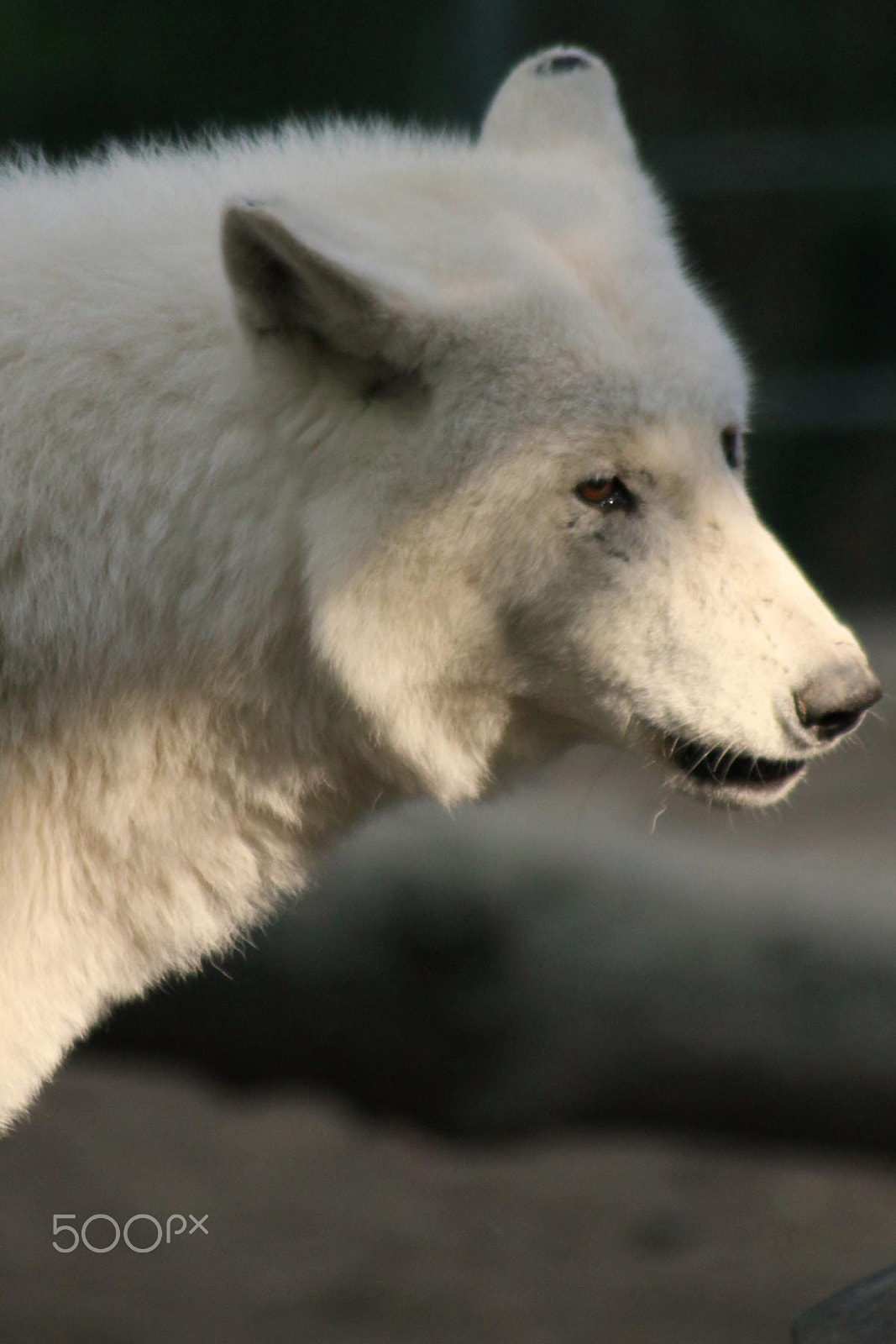 Canon EF 100-300mm f/5.6 sample photo. Impressionen aus dem zoo wuppertal photography