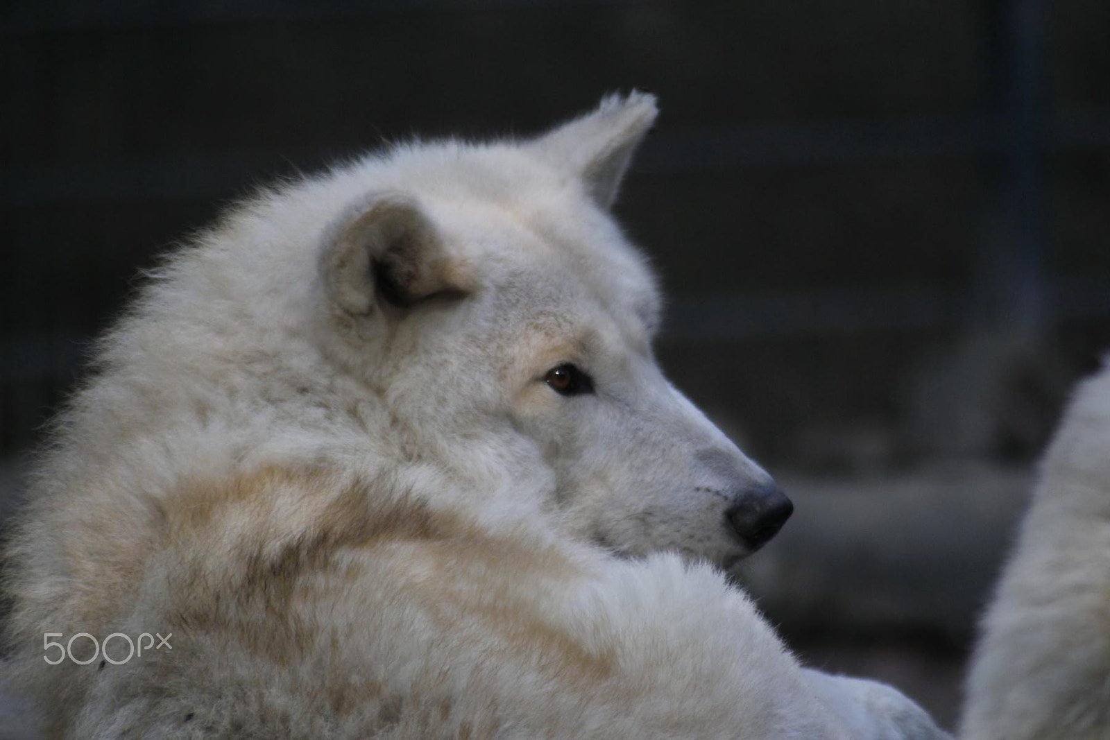 Canon EOS 550D (EOS Rebel T2i / EOS Kiss X4) + Canon EF 100-300mm f/5.6 sample photo. Impressionen aus dem zoo wuppertal photography