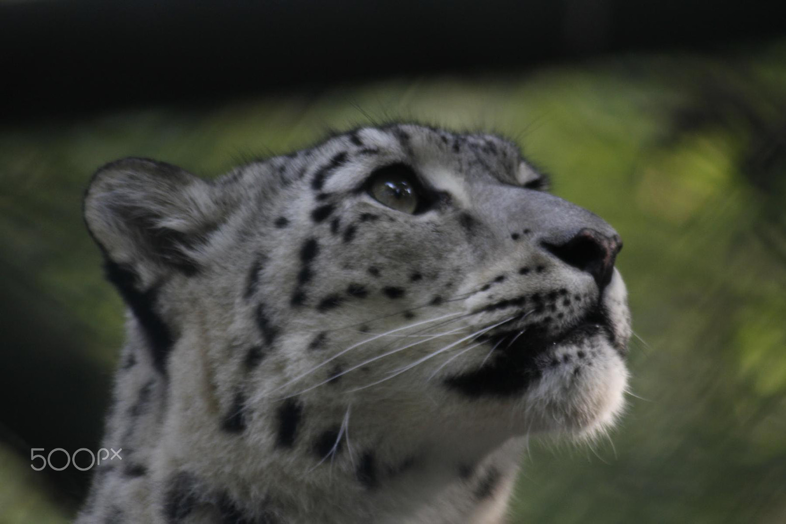 Canon EF 100-300mm f/5.6 sample photo. Impressionen aus dem zoo wuppertal photography
